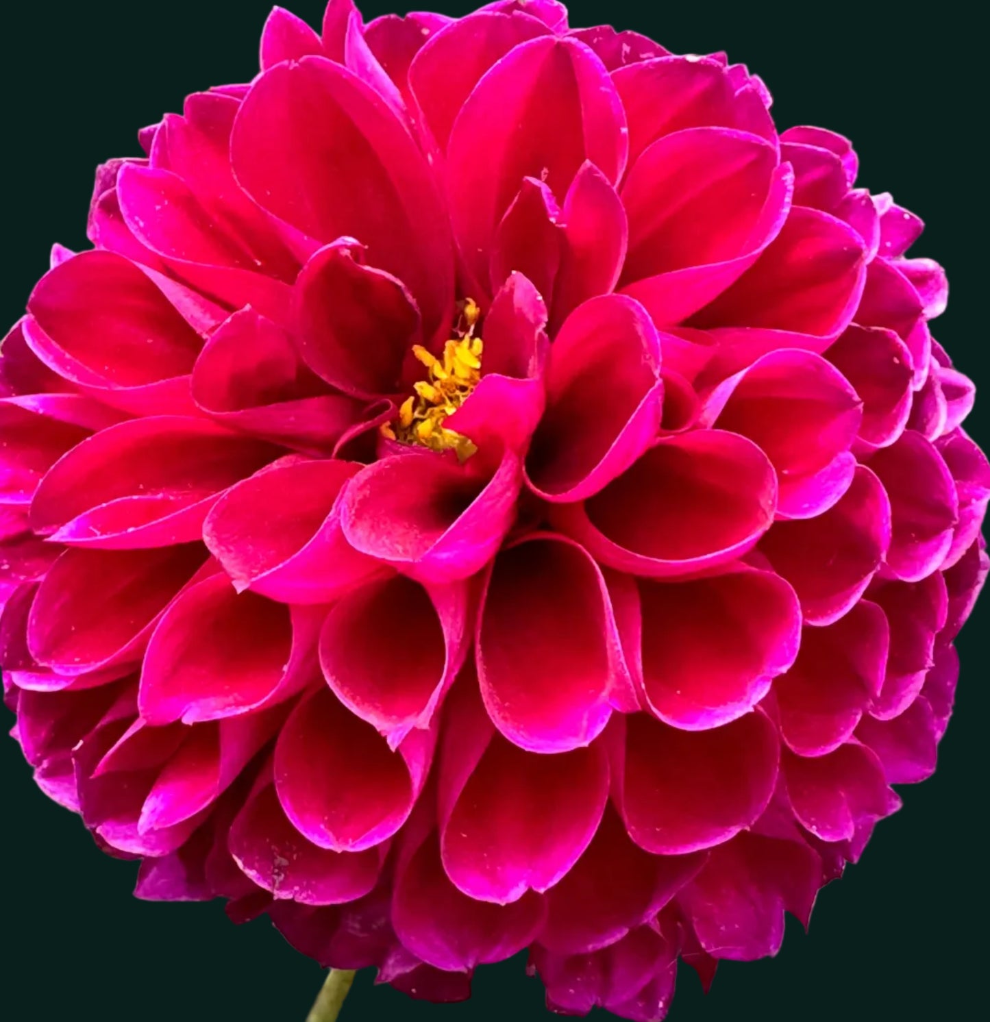 Jessie G Dahlia