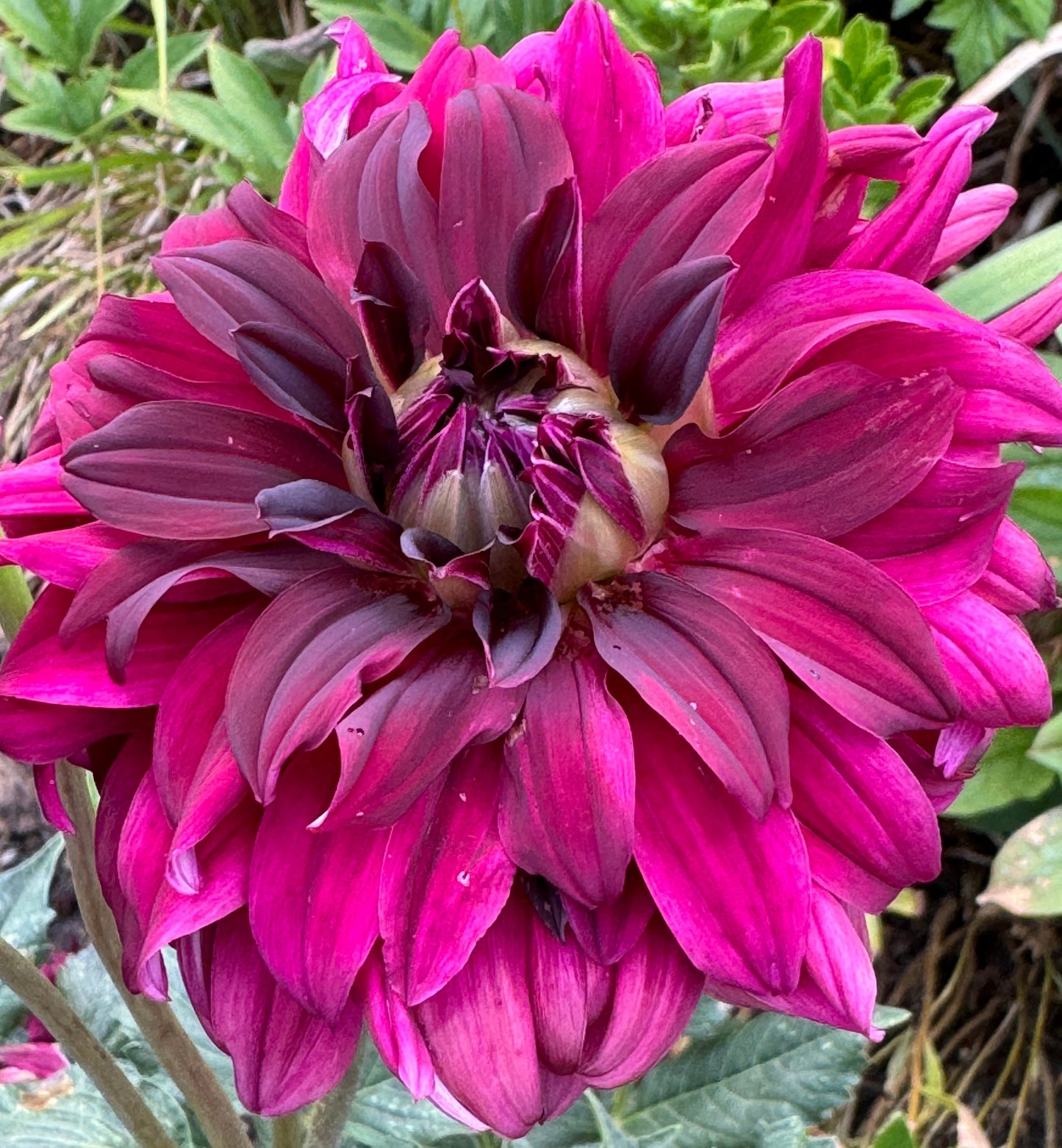 Black Magic Dahlia