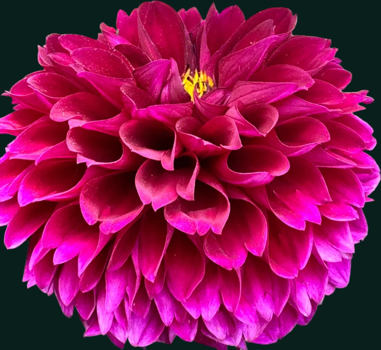 Jessie G Dahlia
