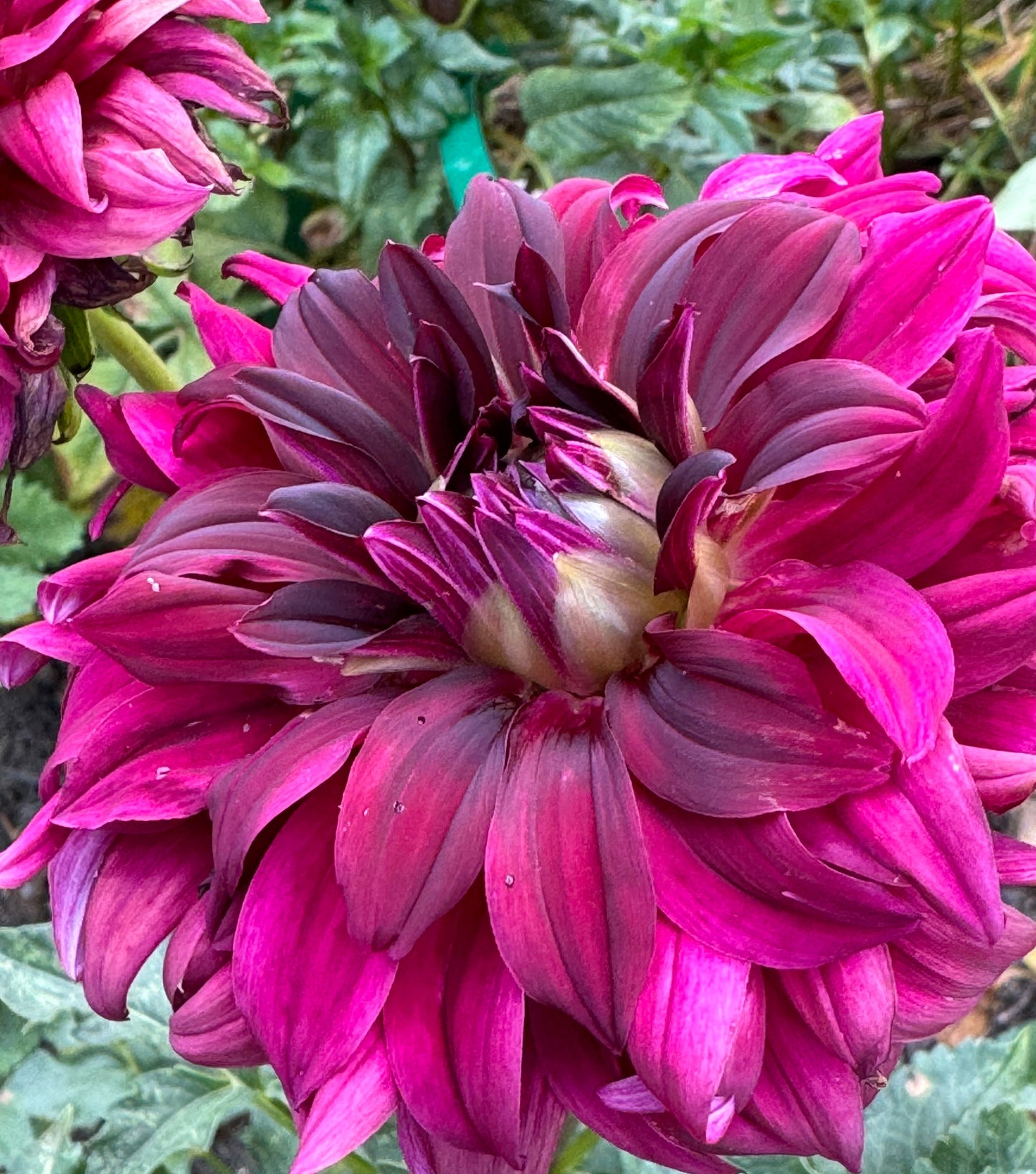 Black Magic Dahlia