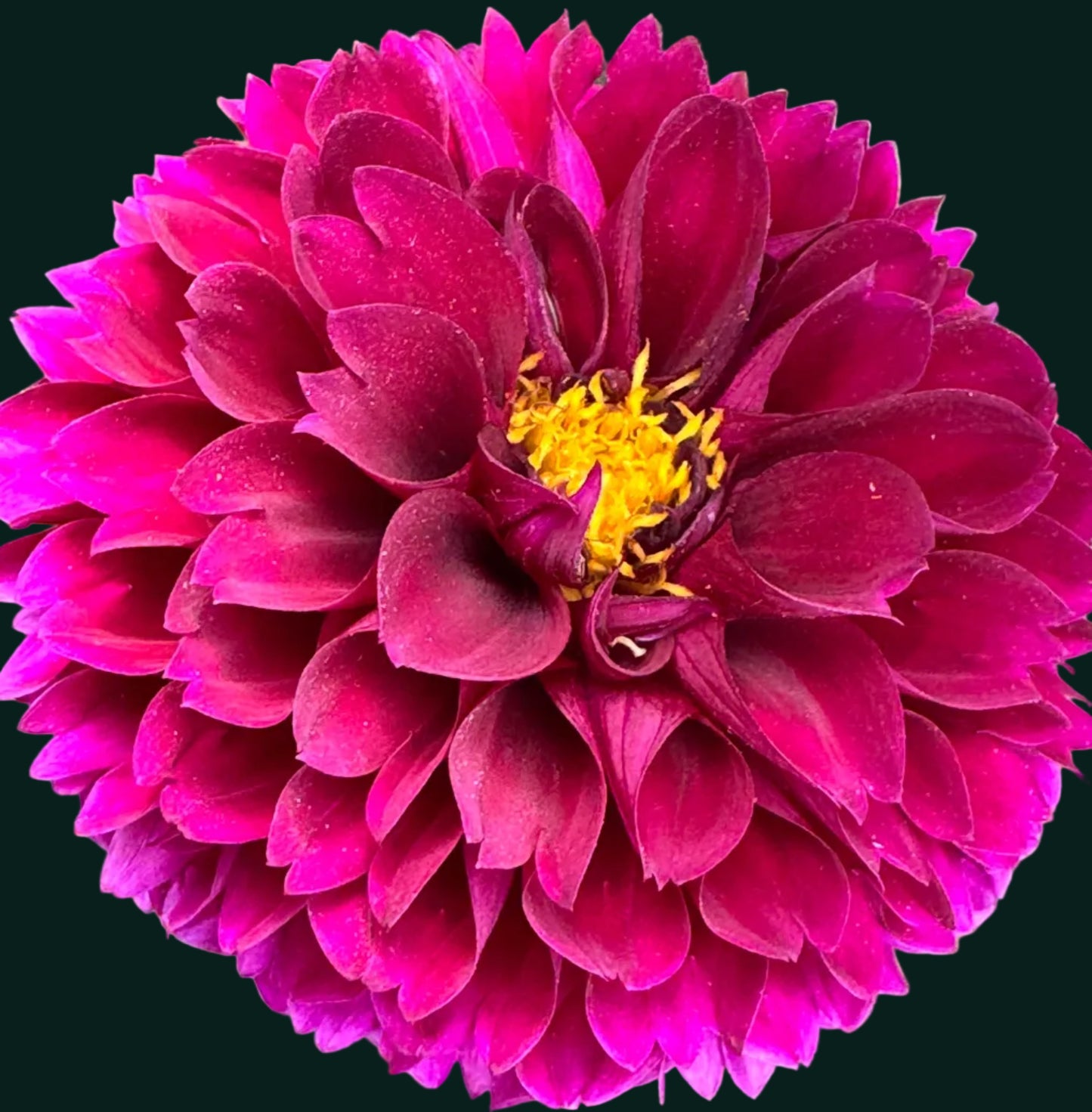 Jessie G Dahlia