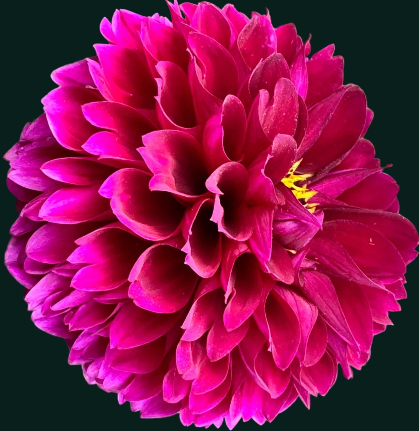 Jessie G Dahlia