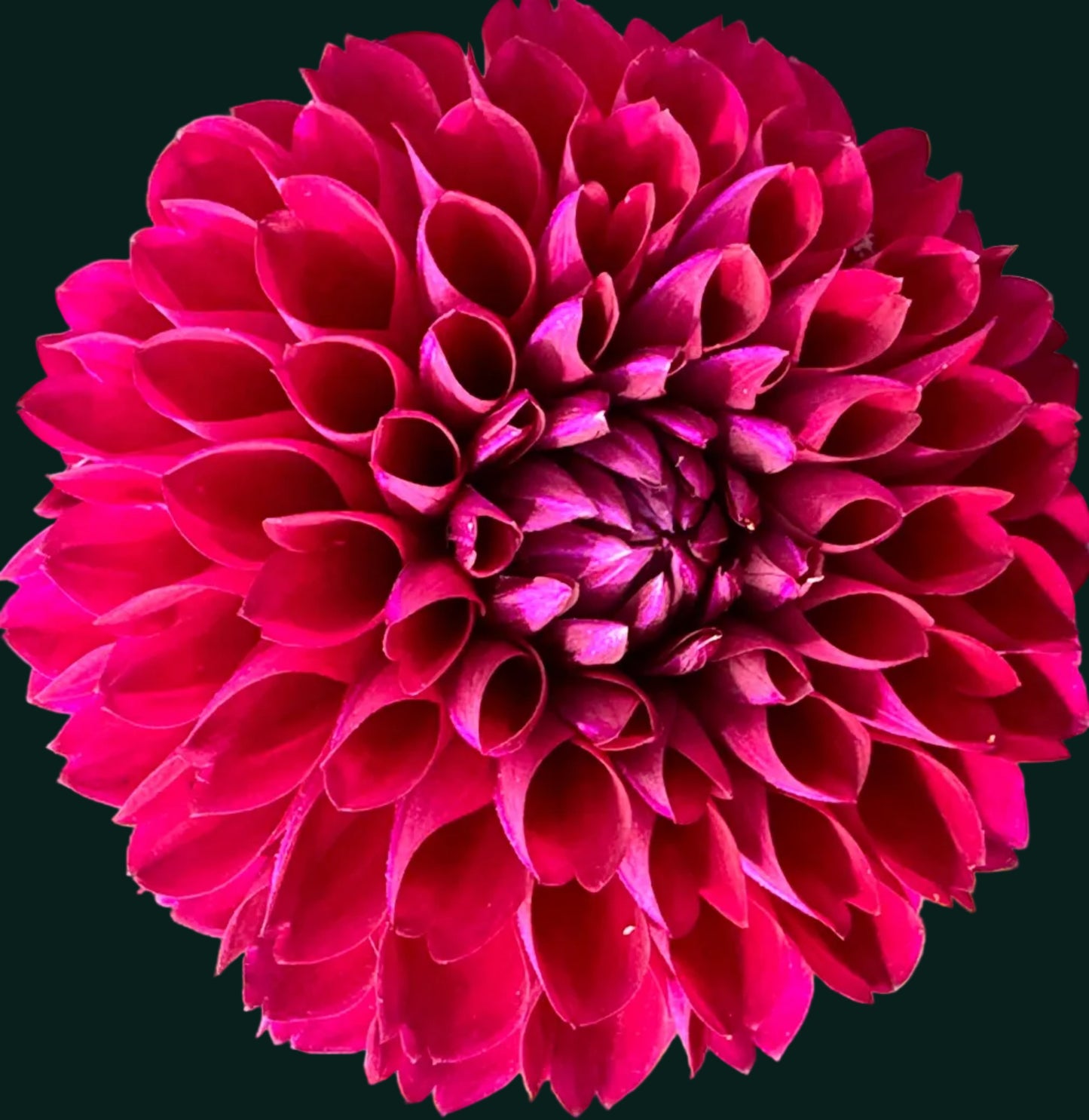 Jessie G Dahlia