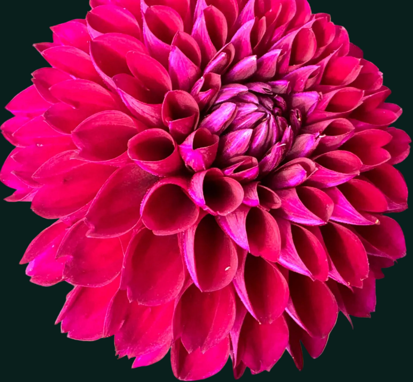 Jessie G Dahlia