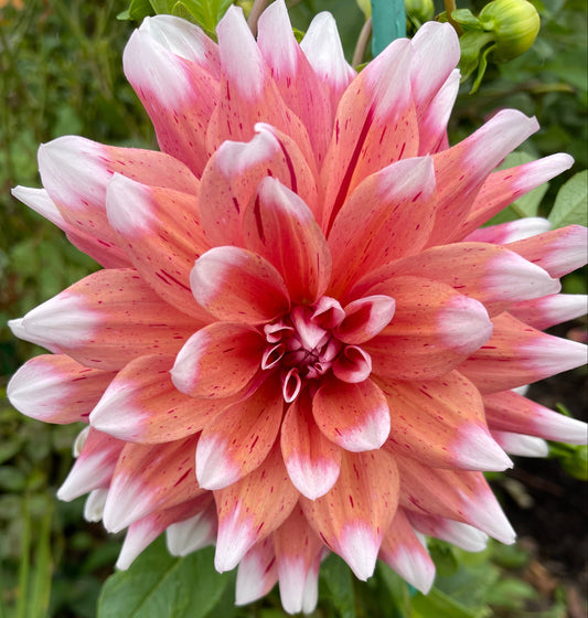 Spicy Candy  Dahlia