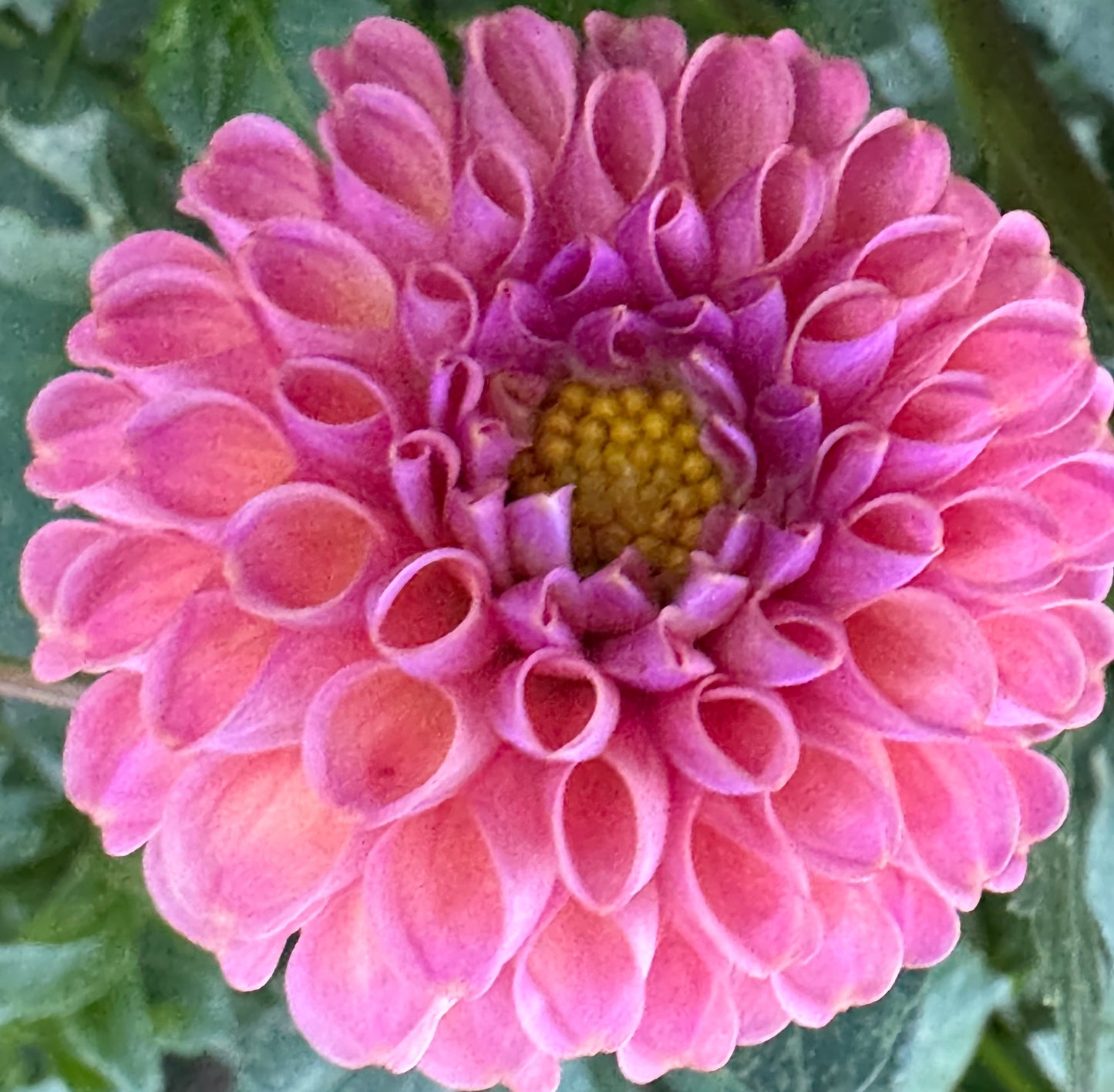 Catlin’s Joy Dahlia