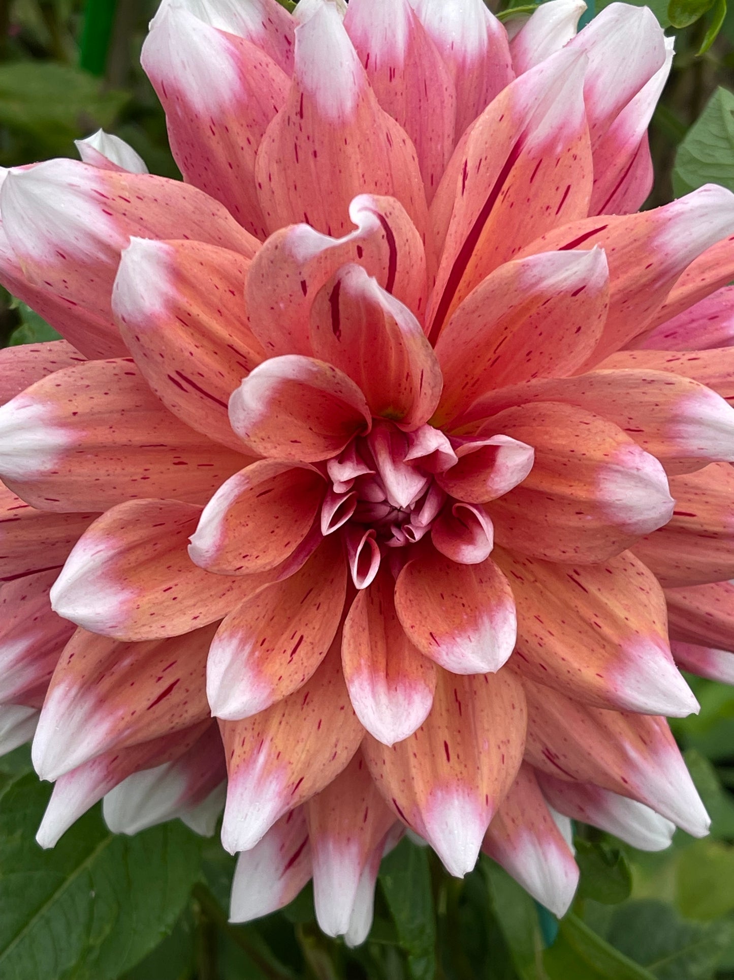 Spicy Candy  Dahlia