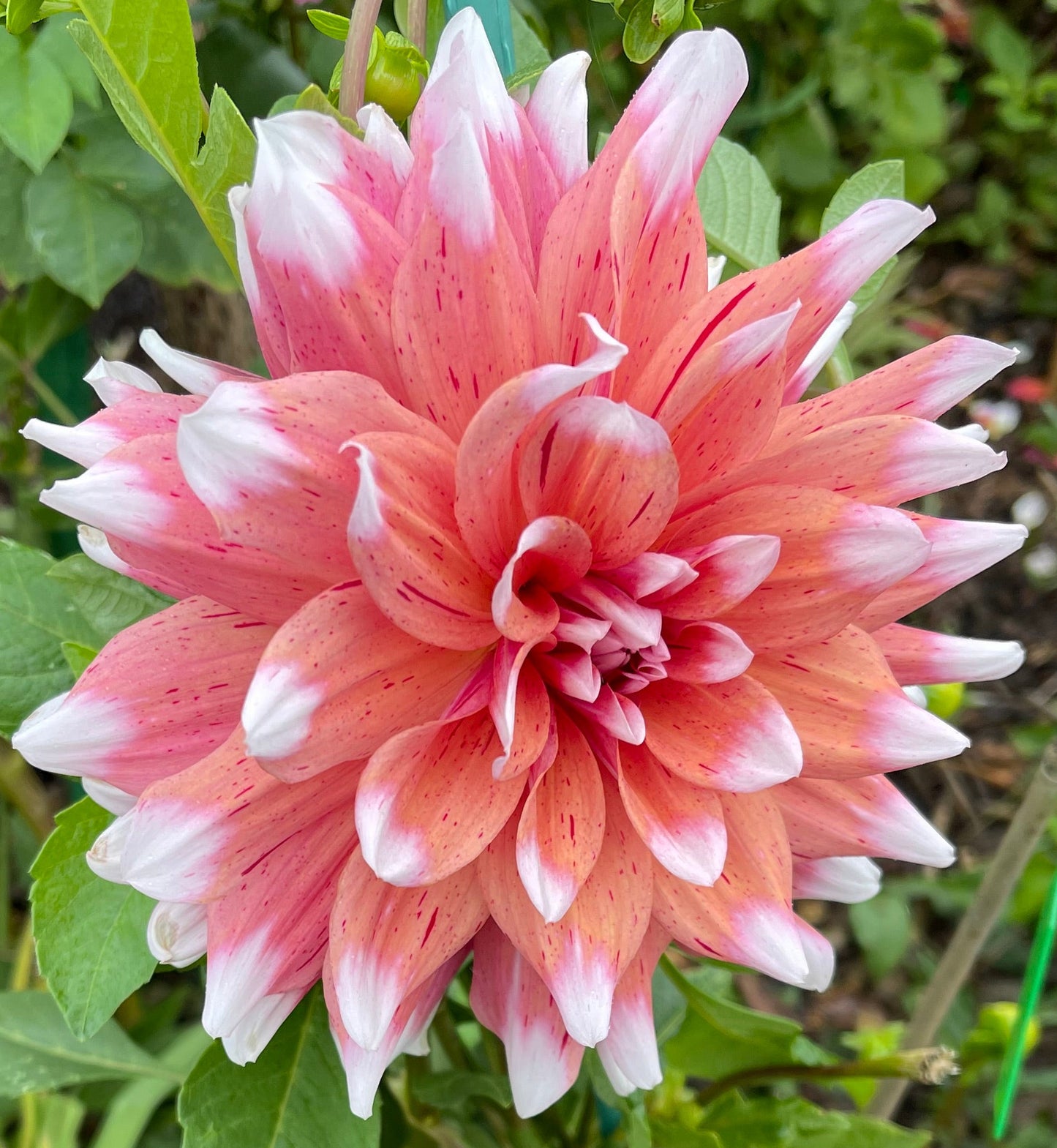 Spicy Candy  Dahlia