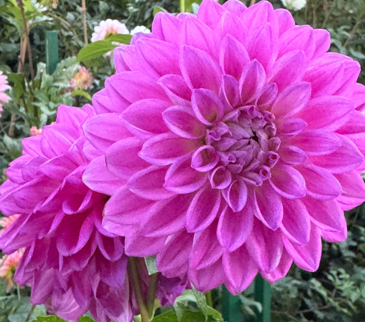 Bloomquist Tassel Dahlia