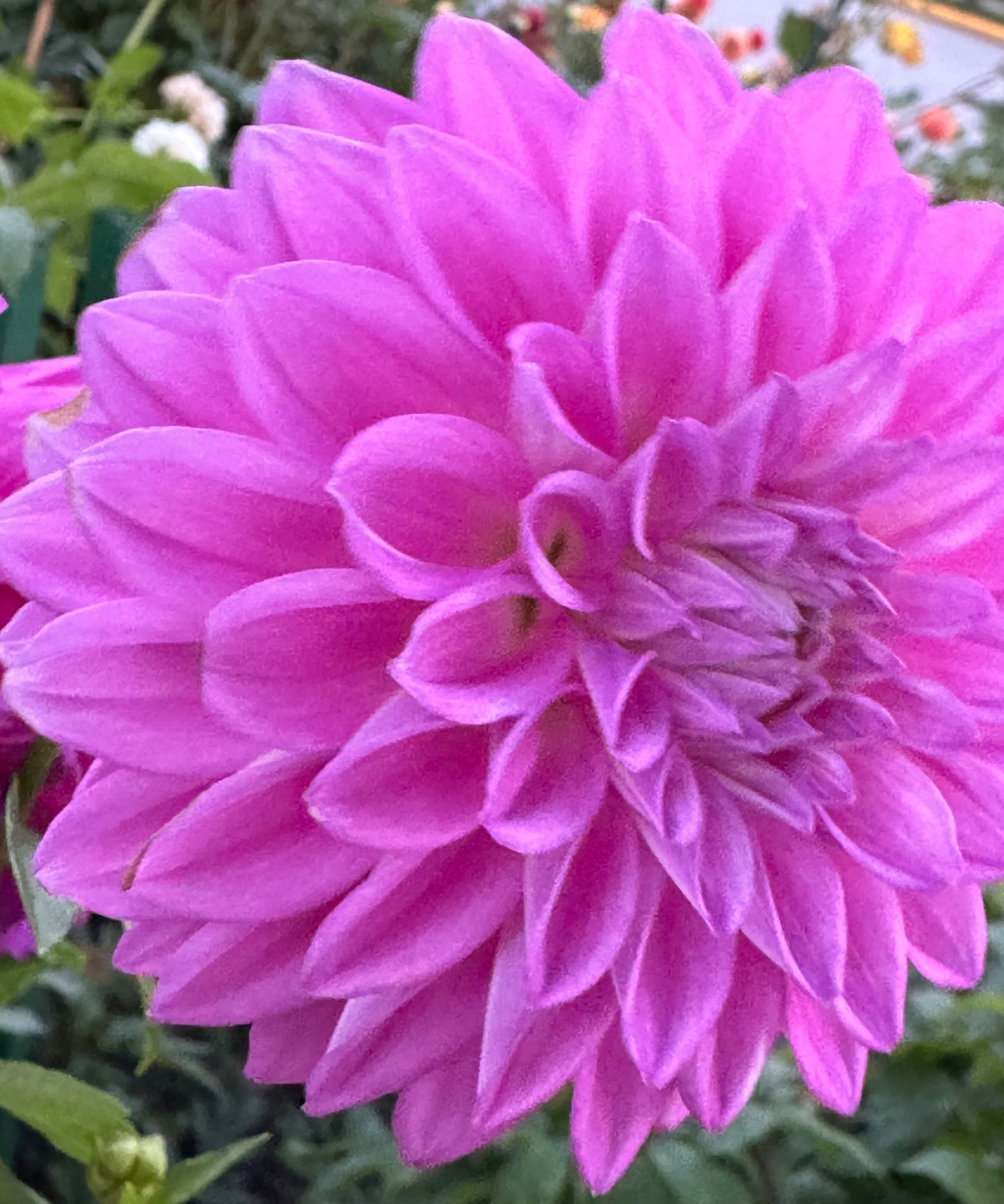 Bloomquist Tassel Dahlia