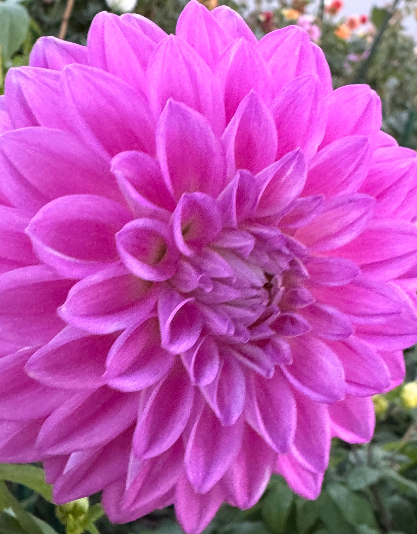 Bloomquist Tassel Dahlia