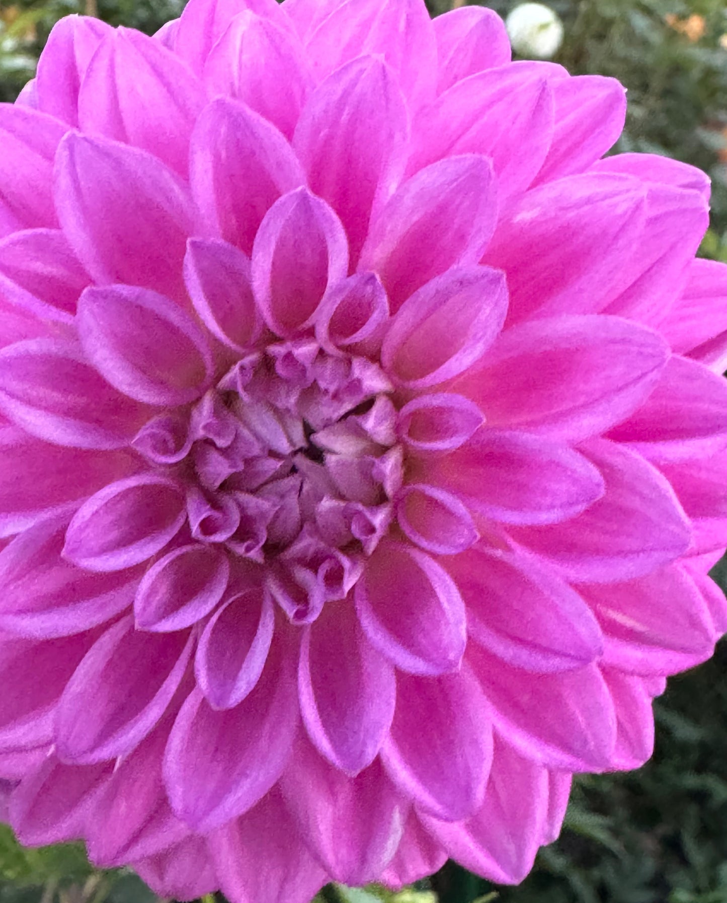 Bloomquist Tassel Dahlia