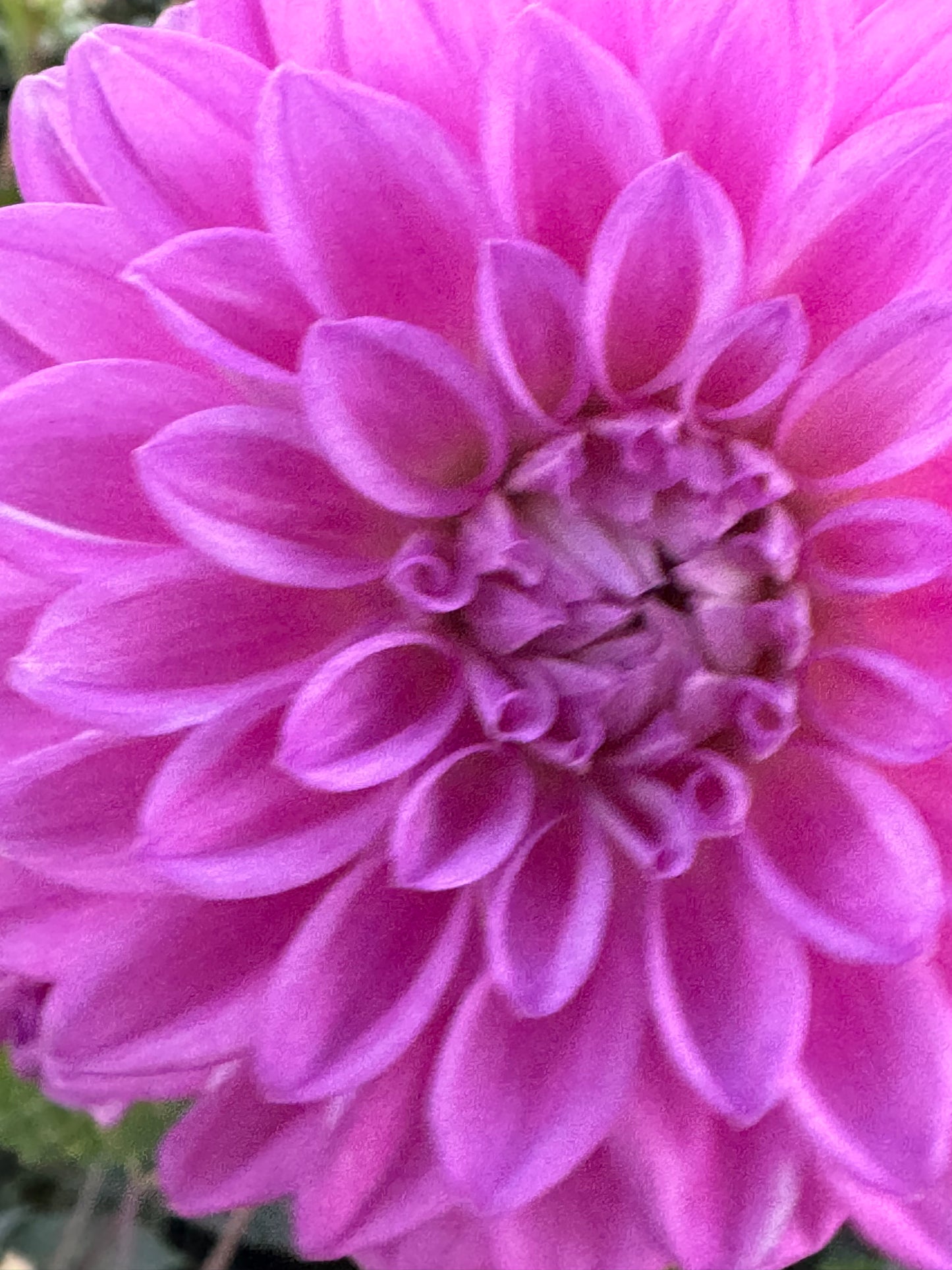 Bloomquist Tassel Dahlia