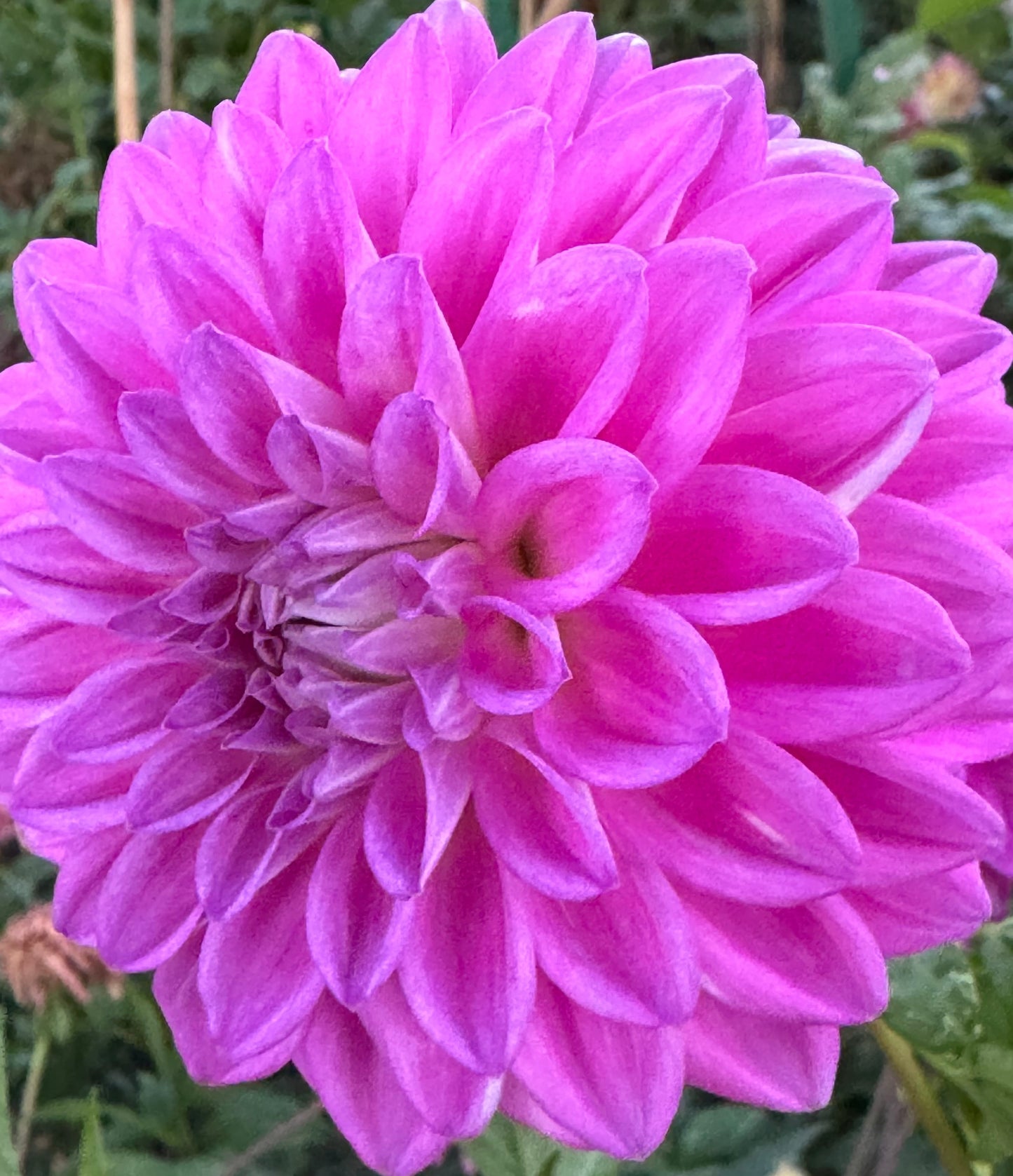 Bloomquist Tassel Dahlia
