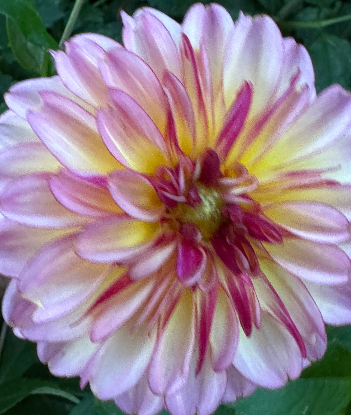 Foxy Lady Dahlia