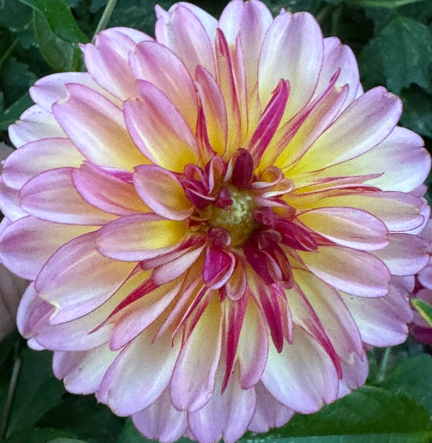 Foxy Lady Dahlia