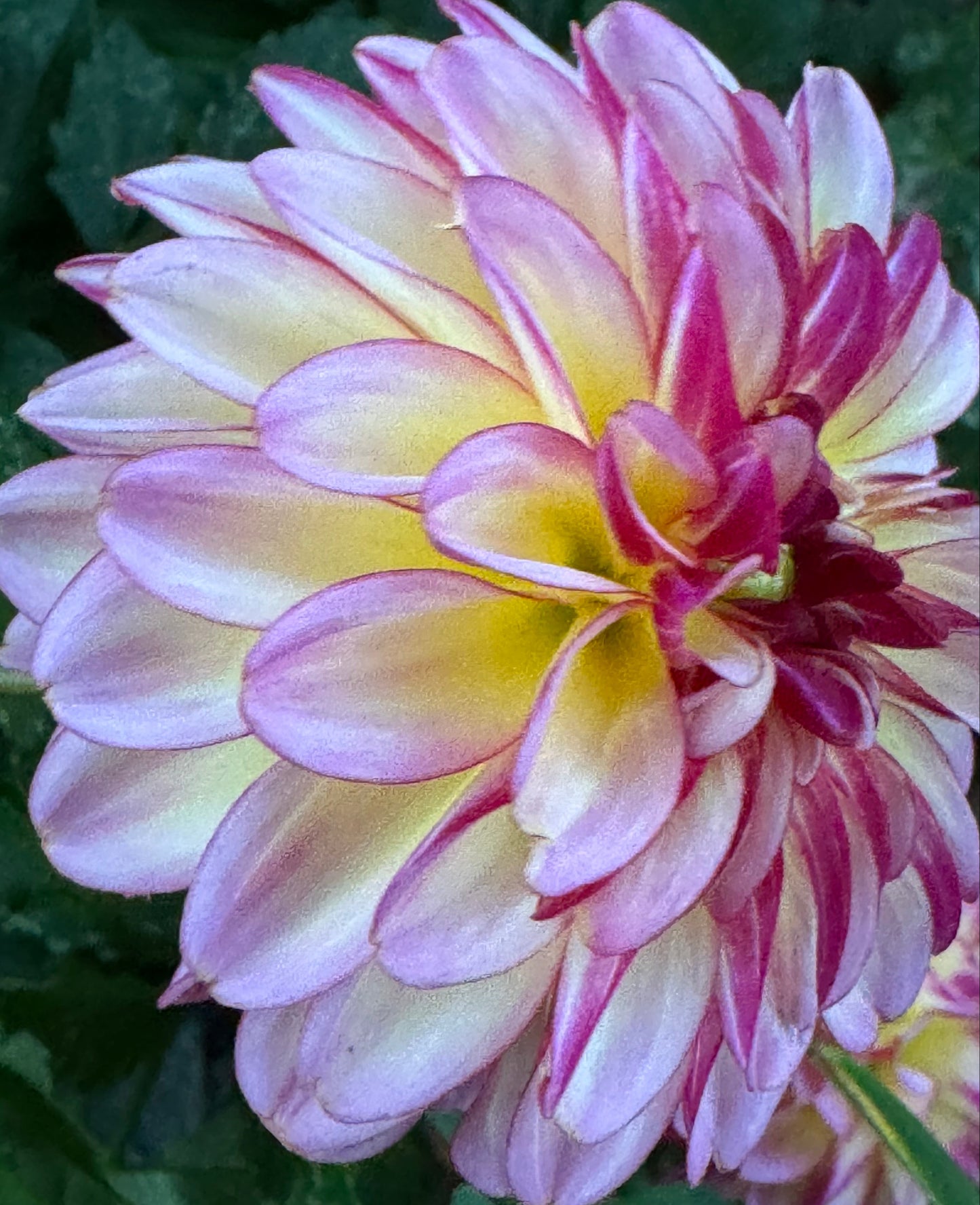 Foxy Lady Dahlia