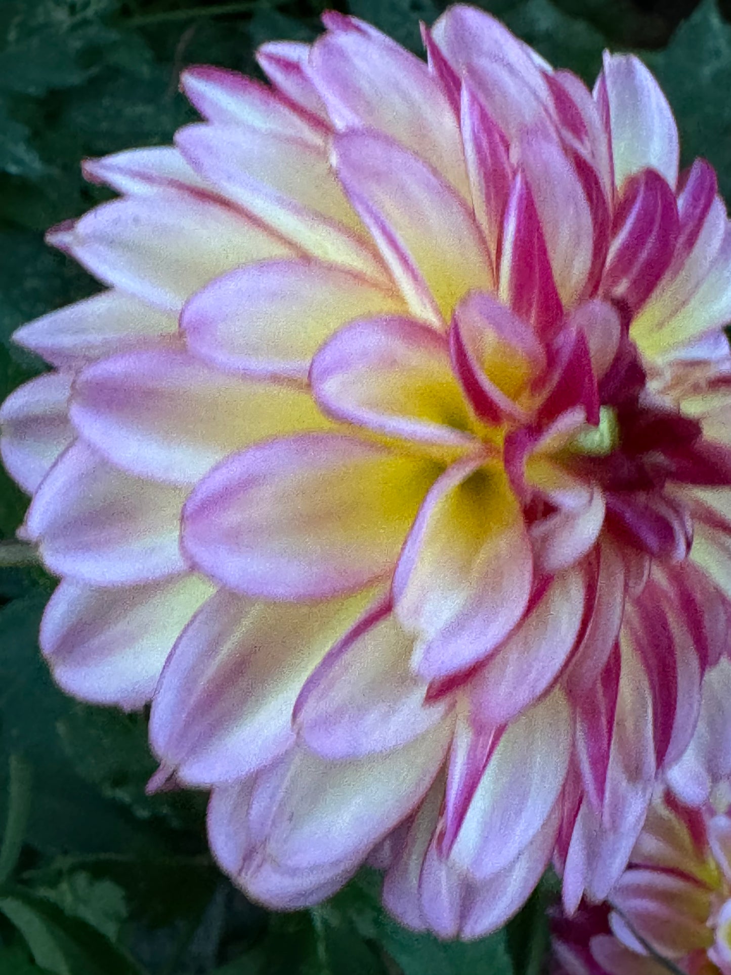 Foxy Lady Dahlia