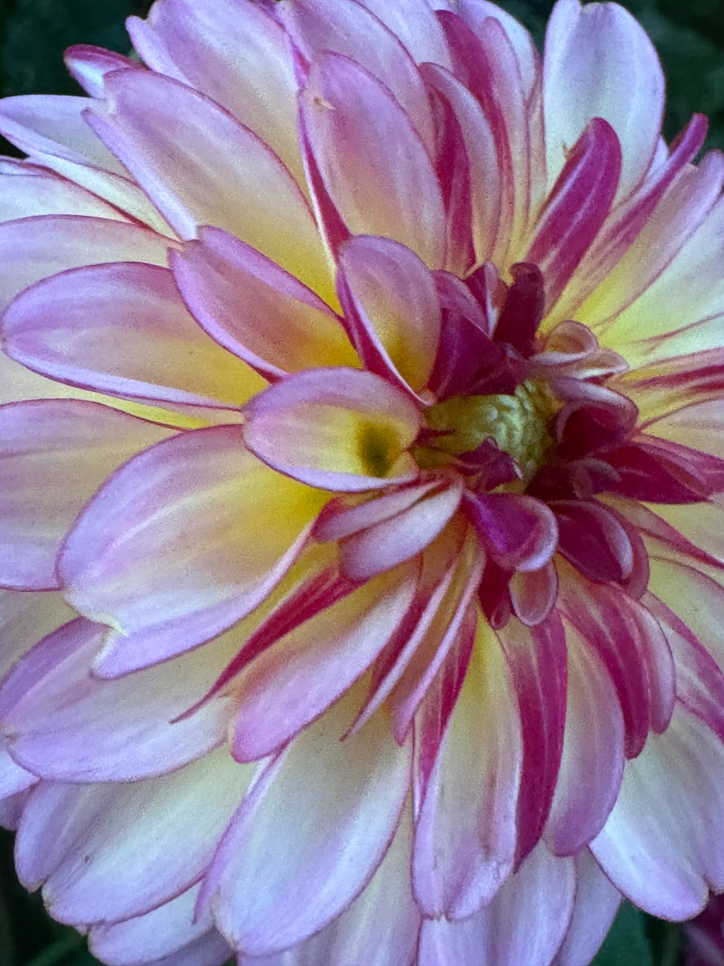 Foxy Lady Dahlia