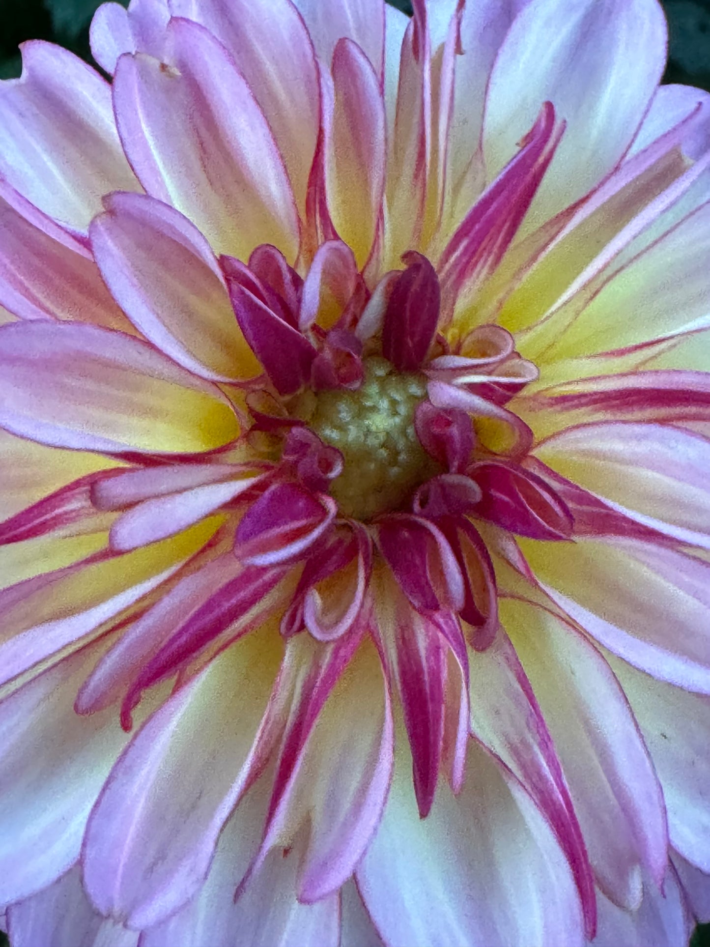 Foxy Lady Dahlia