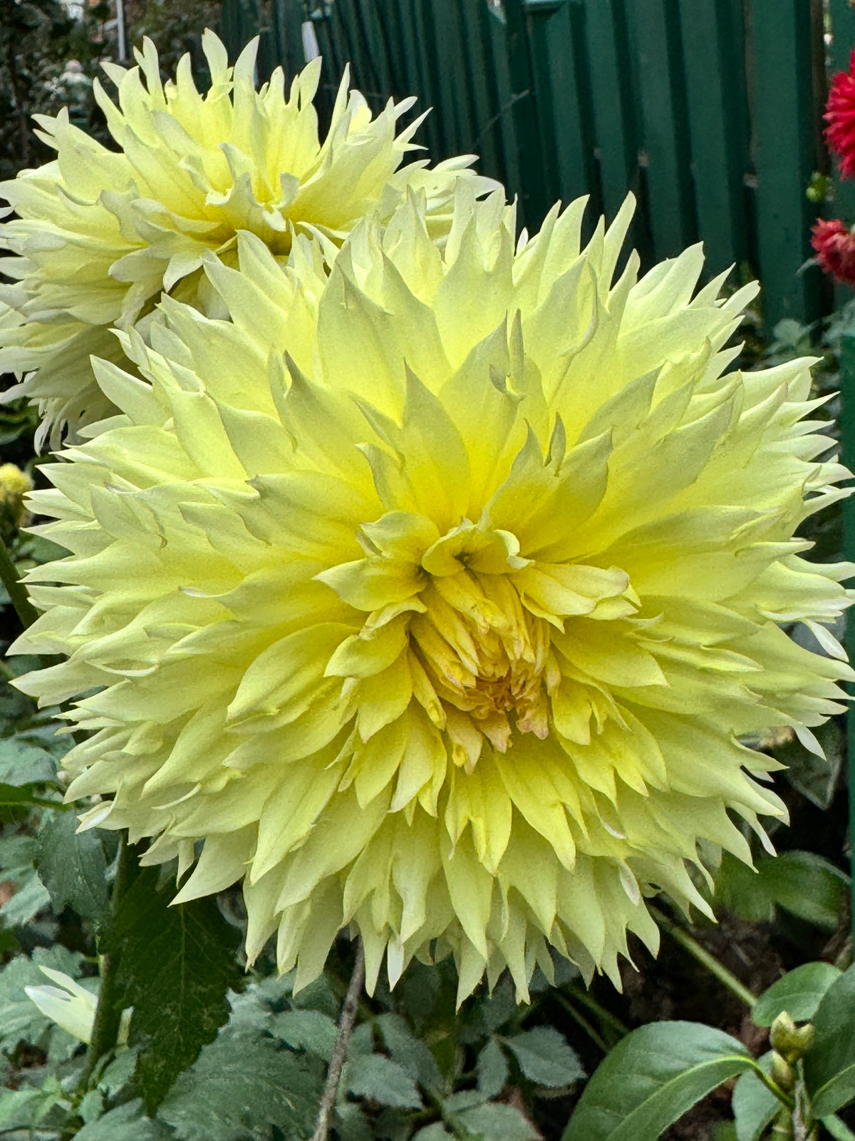 Citron Du Cap Dahlia