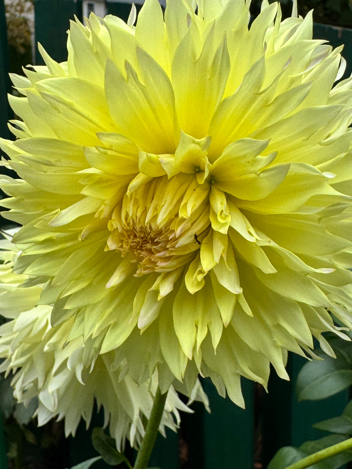 Citron Du Cap Dahlia