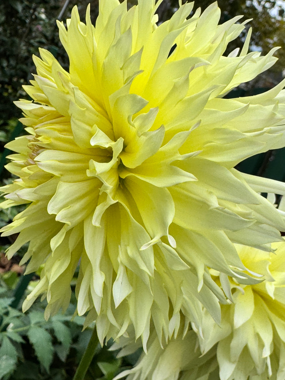 Citron Du Cap Dahlia