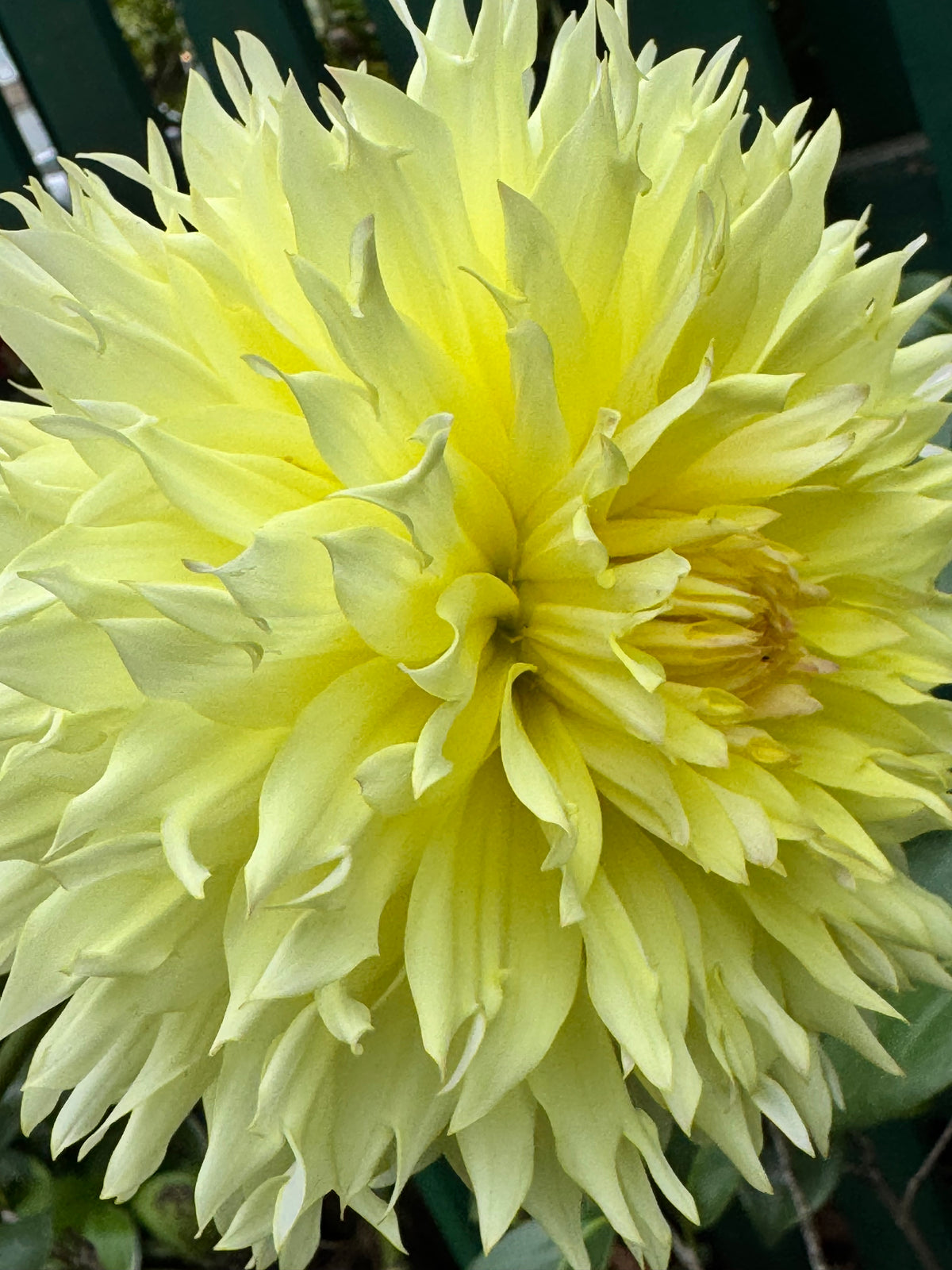 Citron Du Cap Dahlia