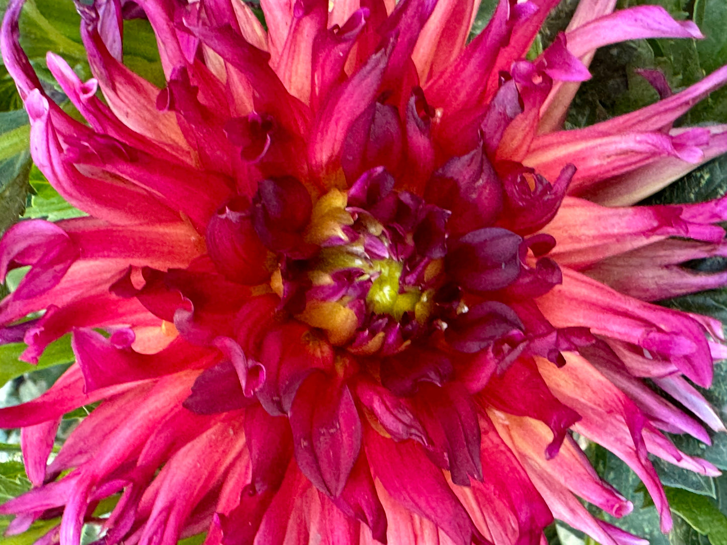 Bloomquist Tropic Dahlia