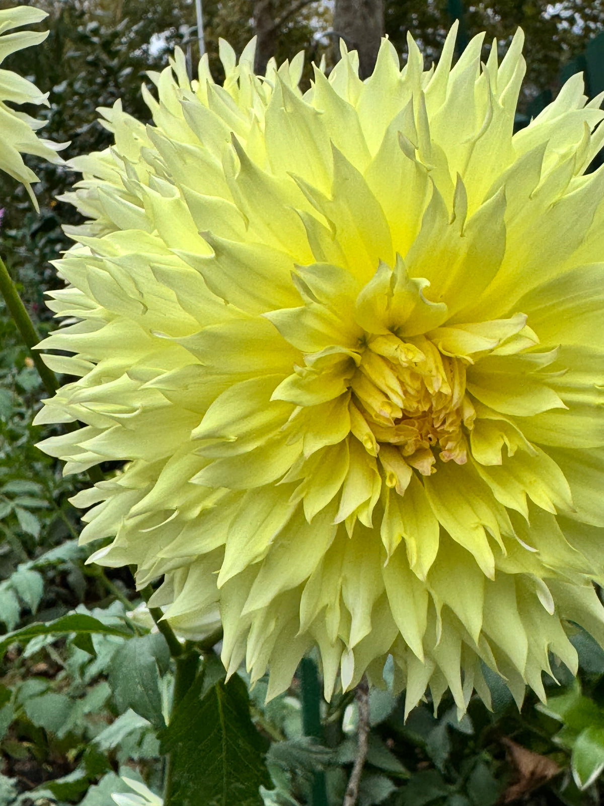 Citron Du Cap Dahlia