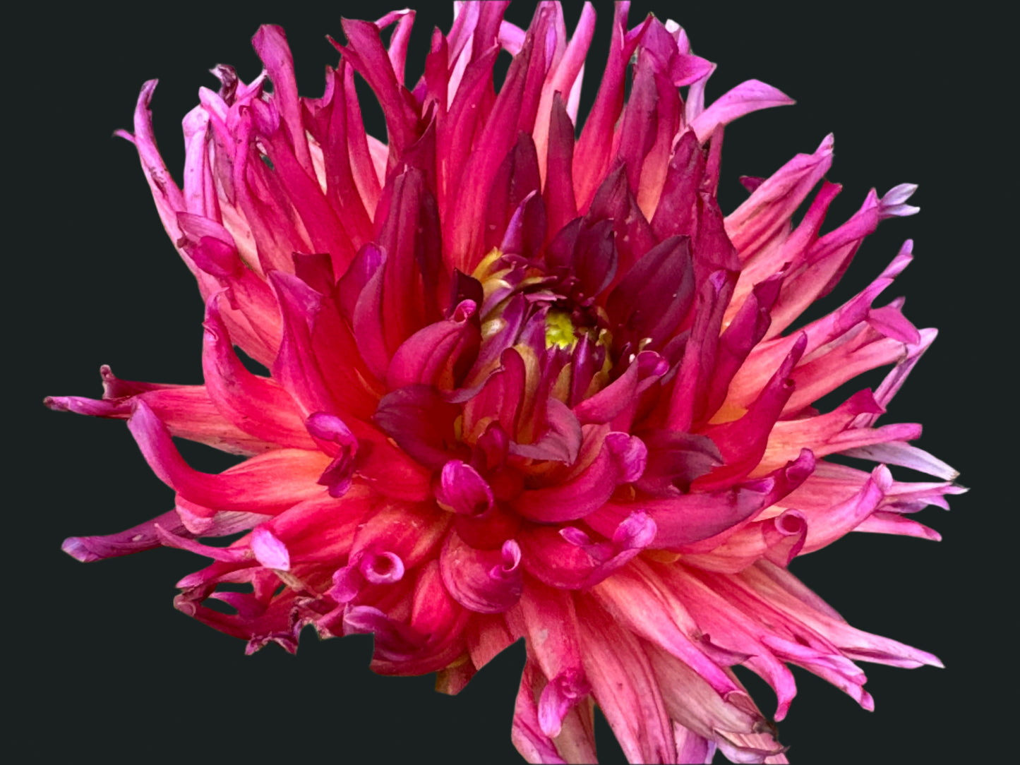 Bloomquist Tropic Dahlia