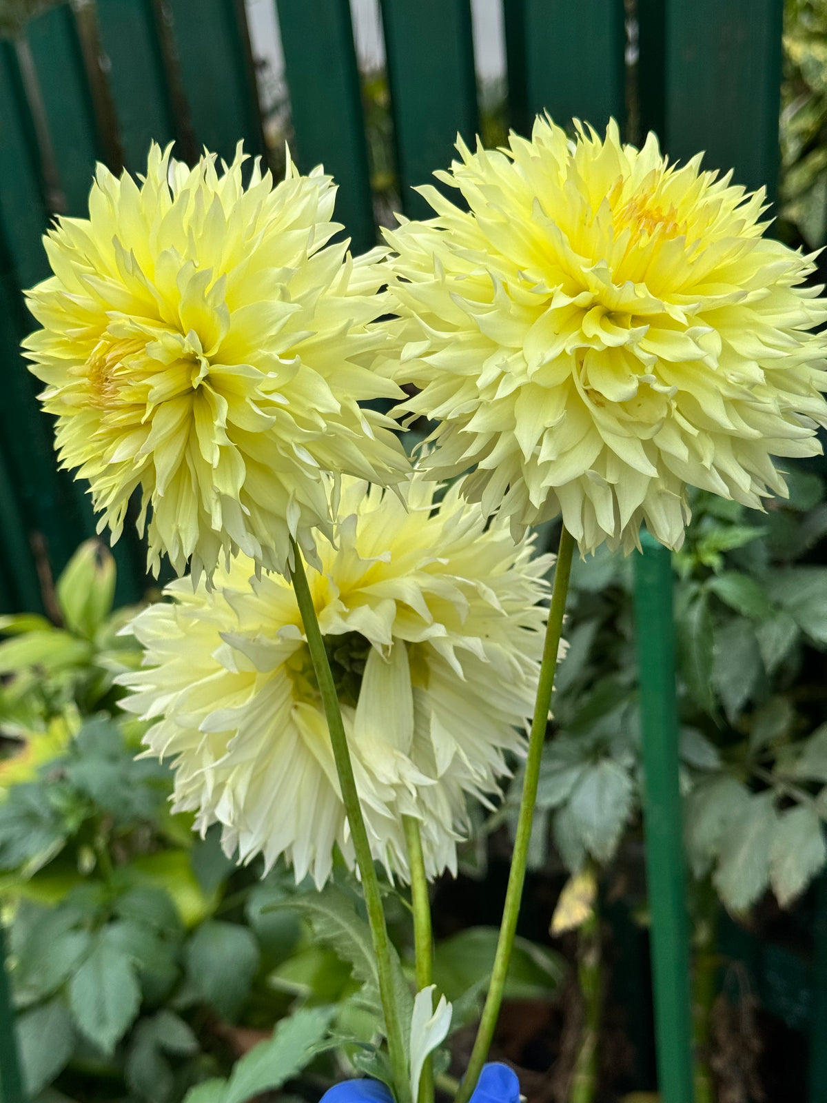 Citron Du Cap Dahlia