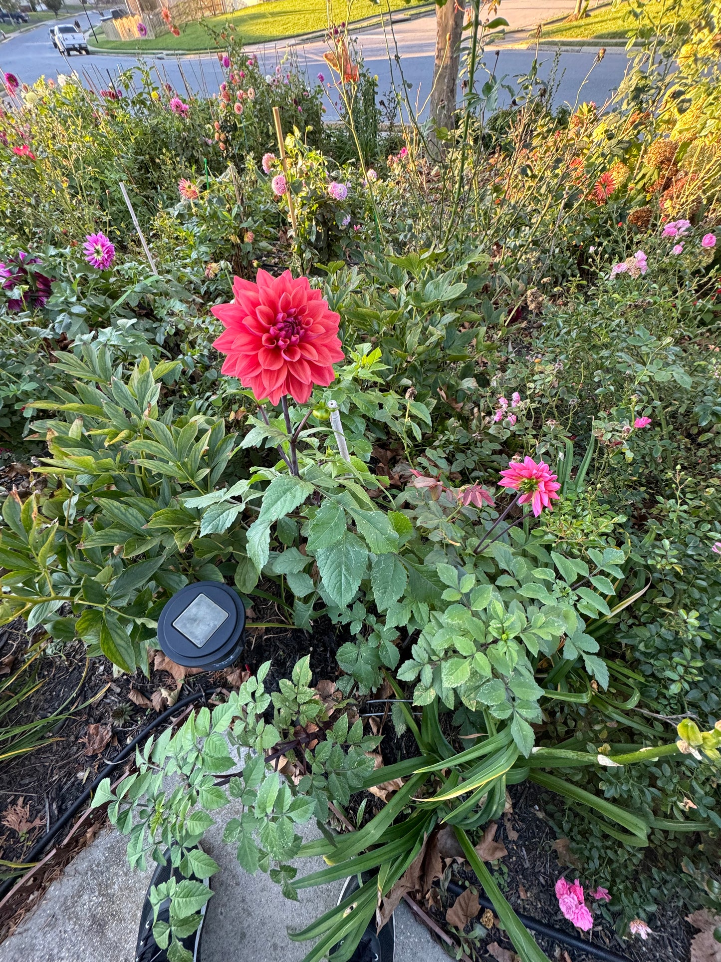 American Down Dahlia