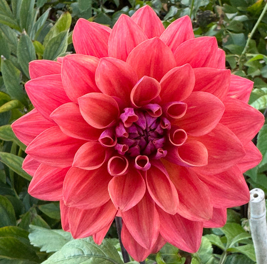 American Down Dahlia
