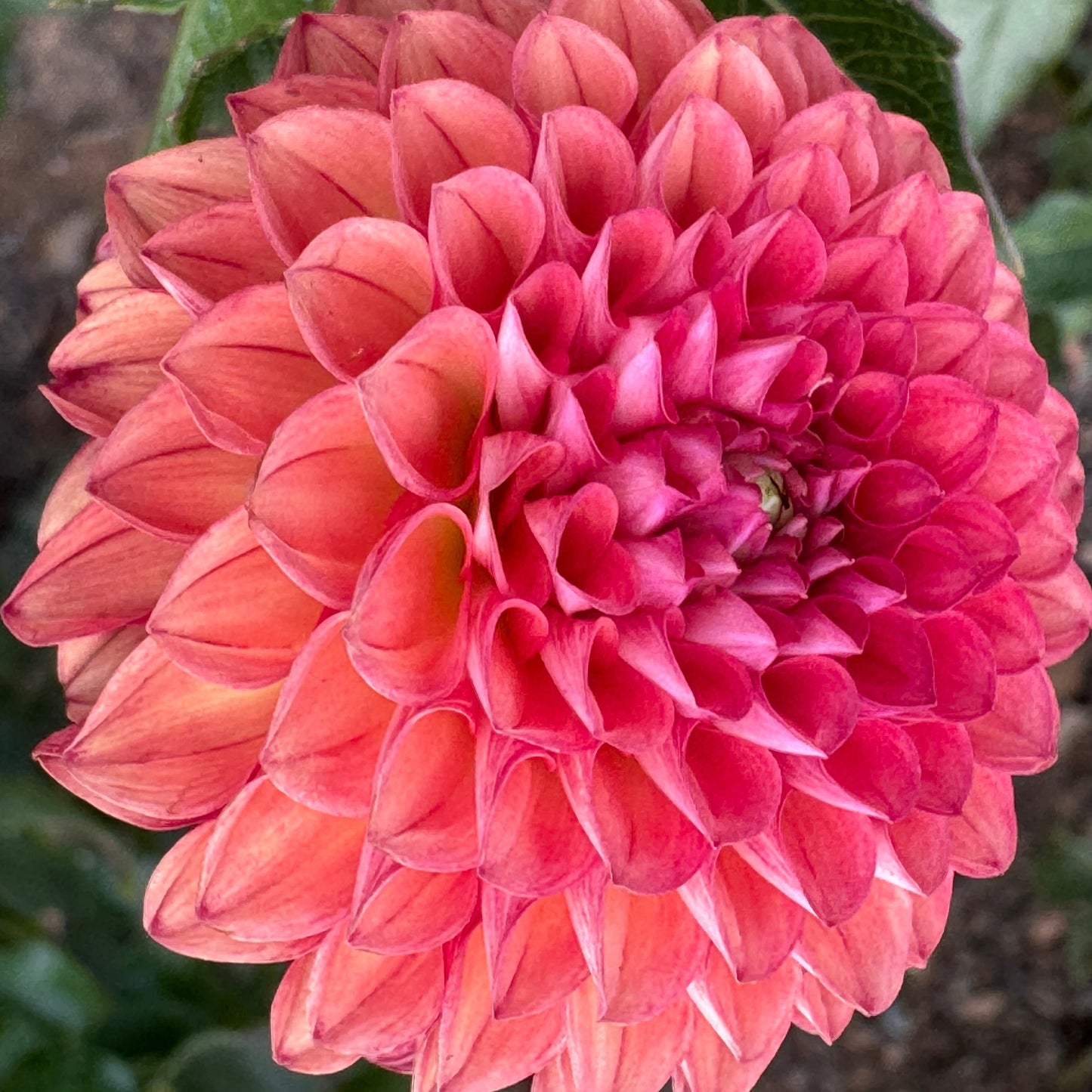 Valley Rust Bucket Dahlia