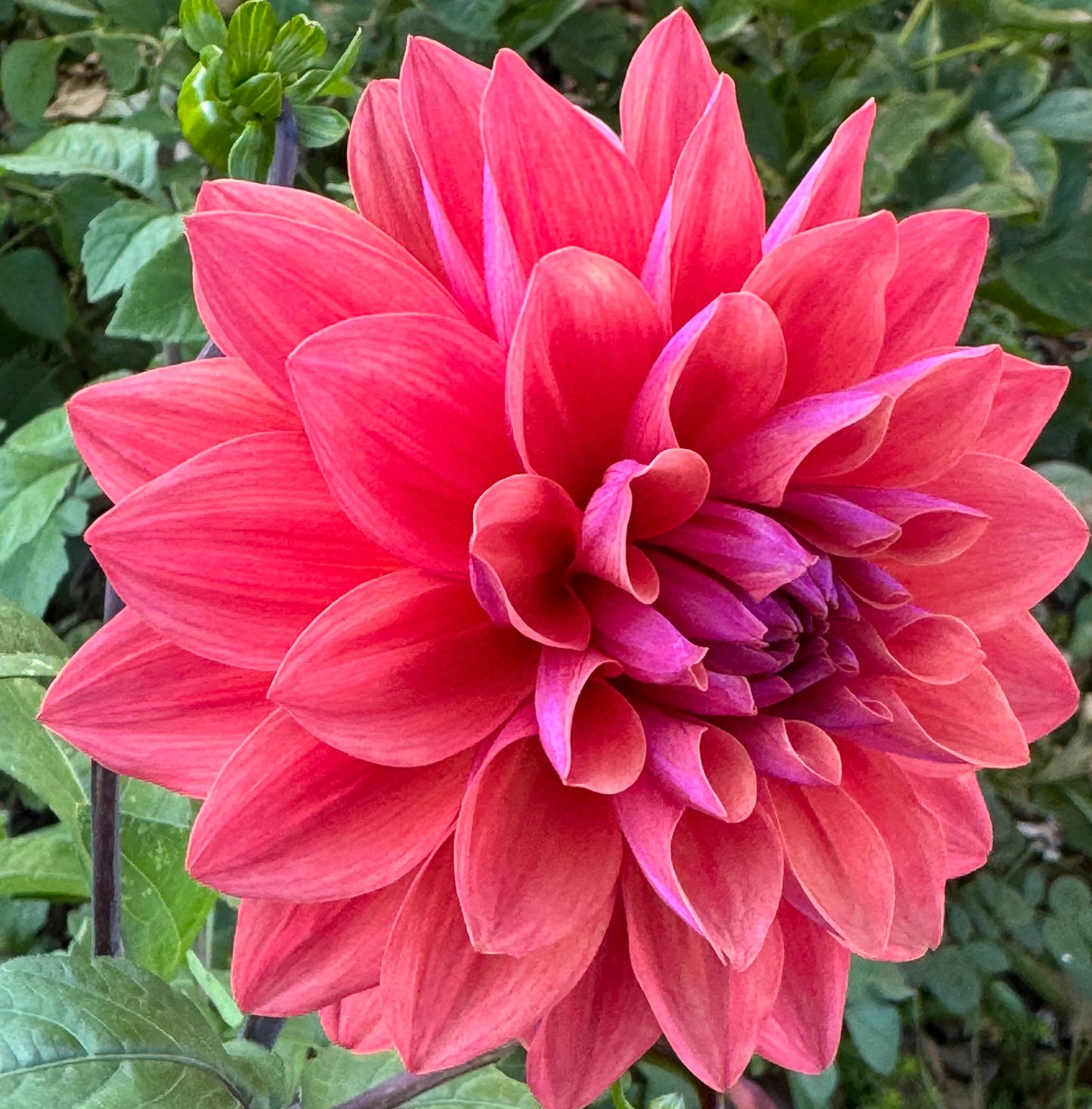 American Down Dahlia