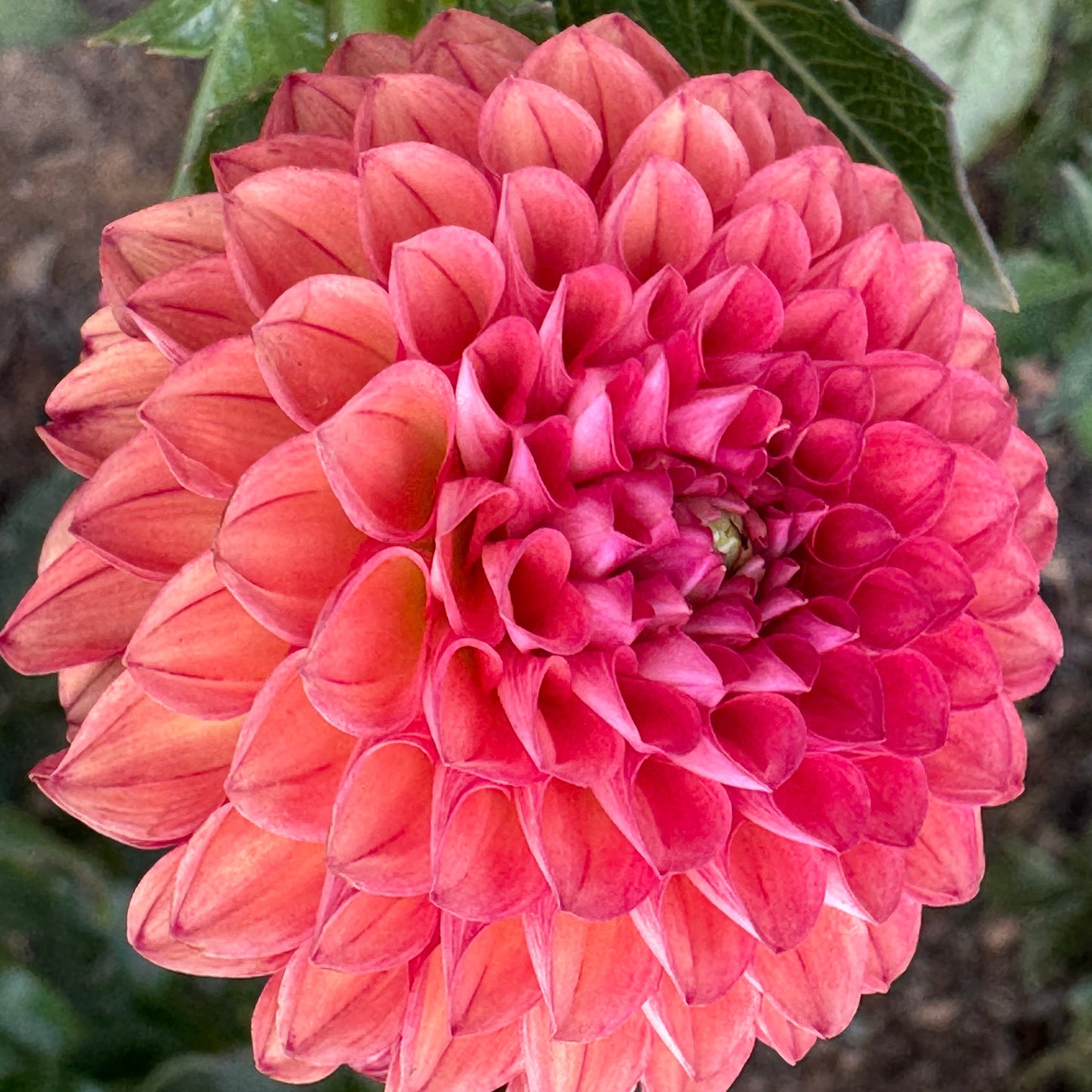 Valley Rust Bucket Dahlia