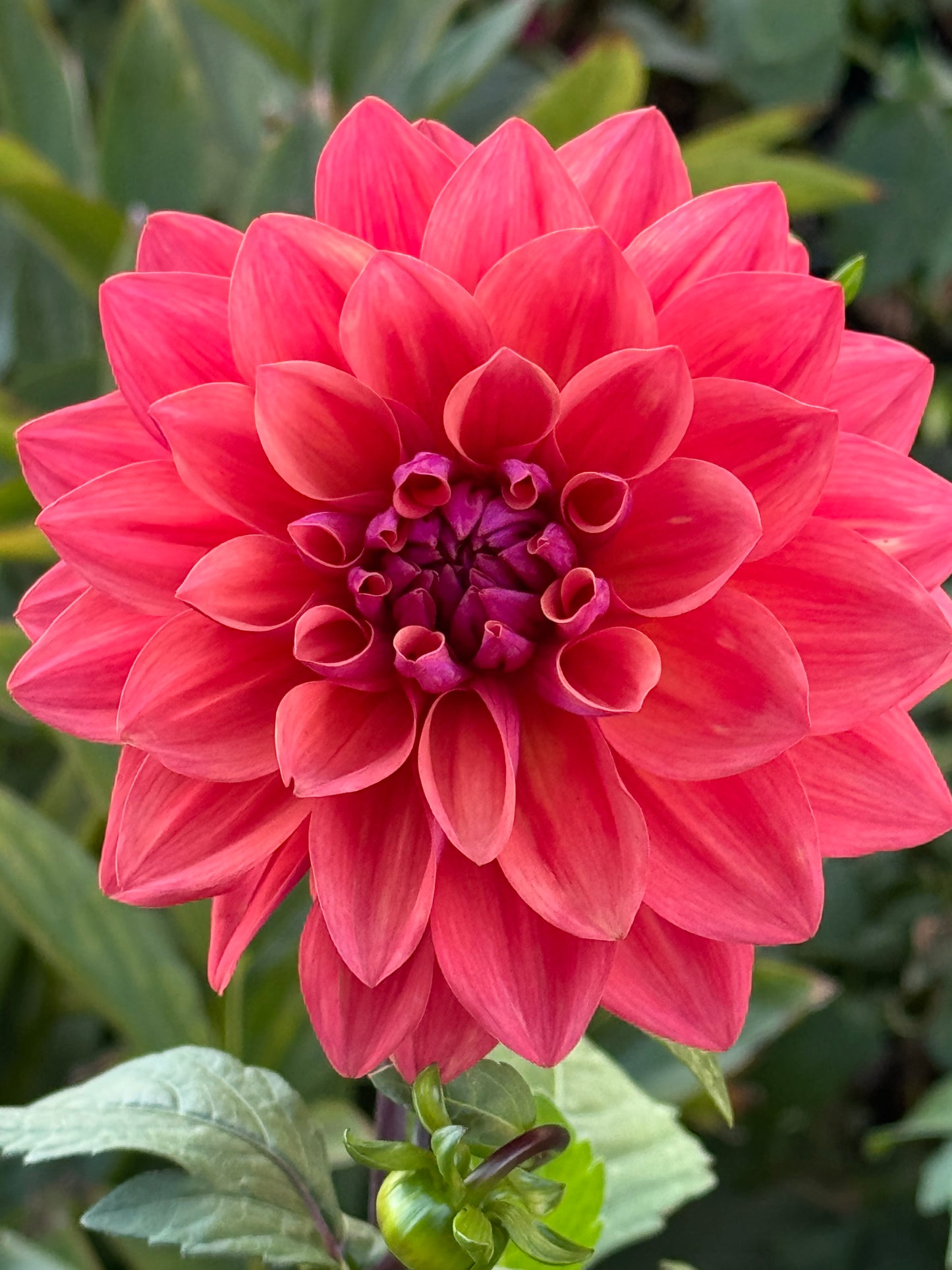 American Down Dahlia