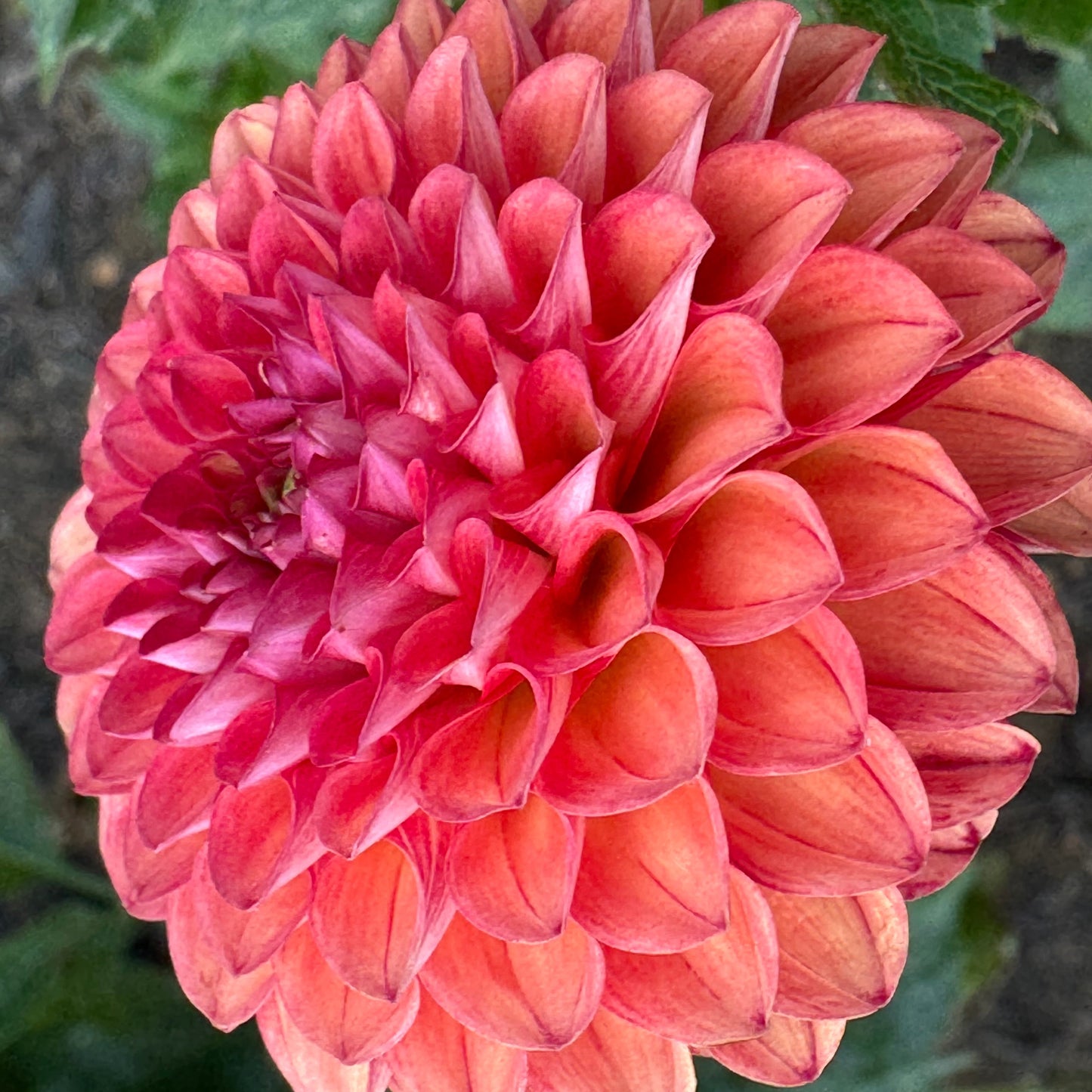 Valley Rust Bucket Dahlia