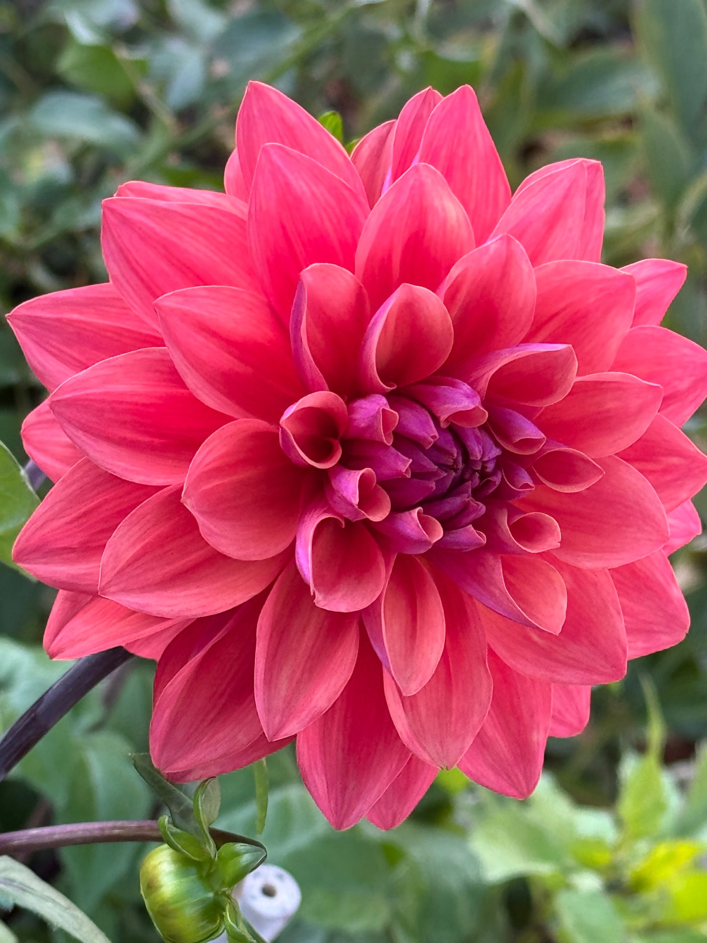 American Down Dahlia