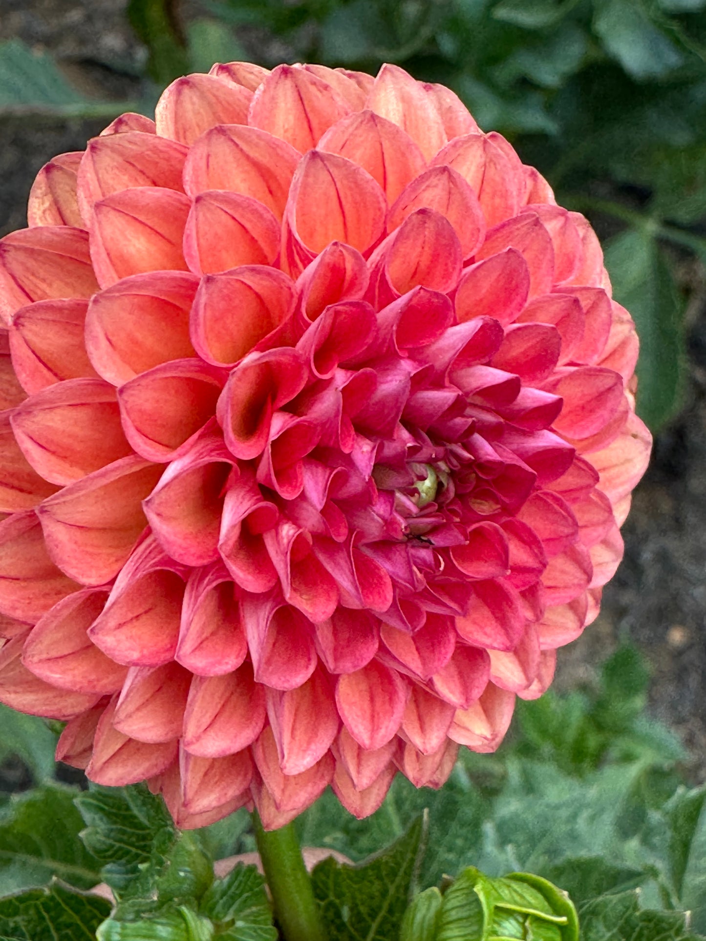 Chimacum Nadjae Dahlia