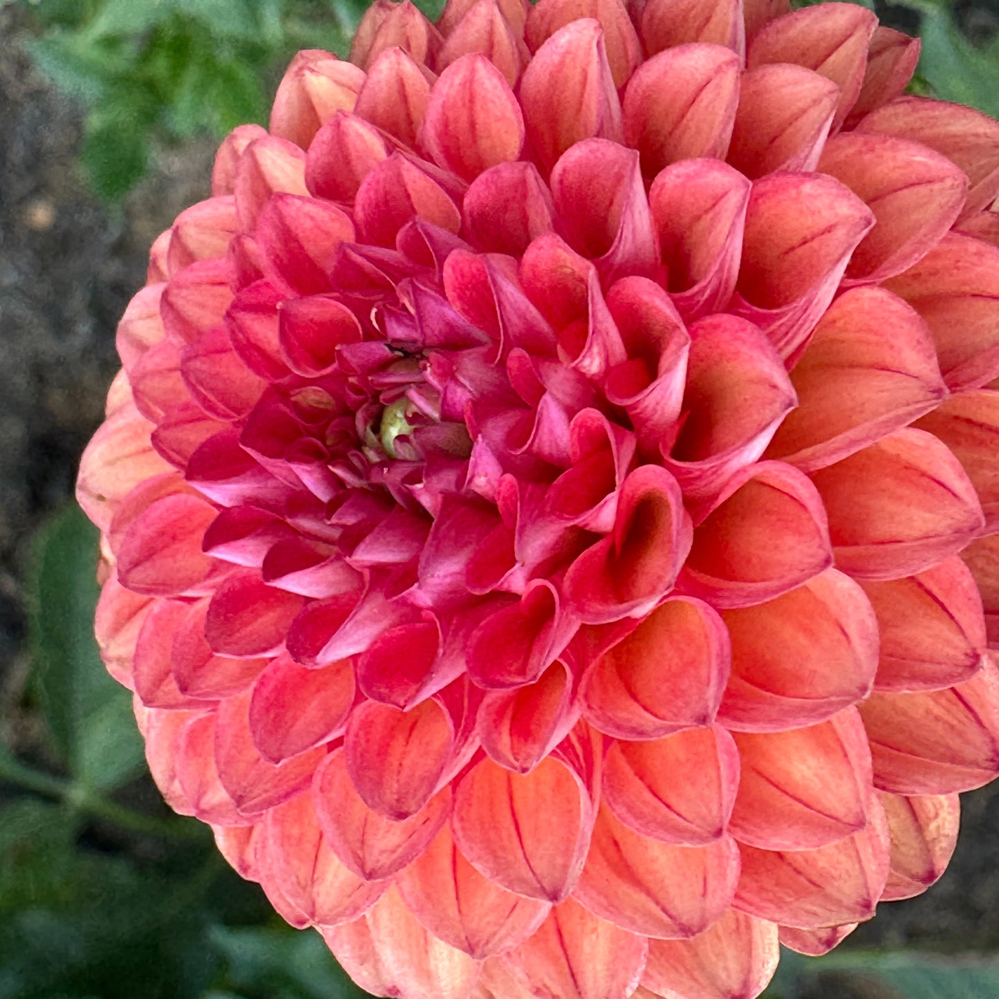 Valley Rust Bucket Dahlia