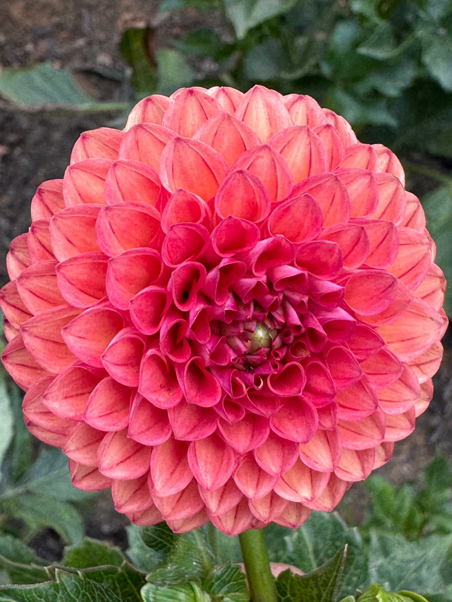 Chimacum Nadjae Dahlia