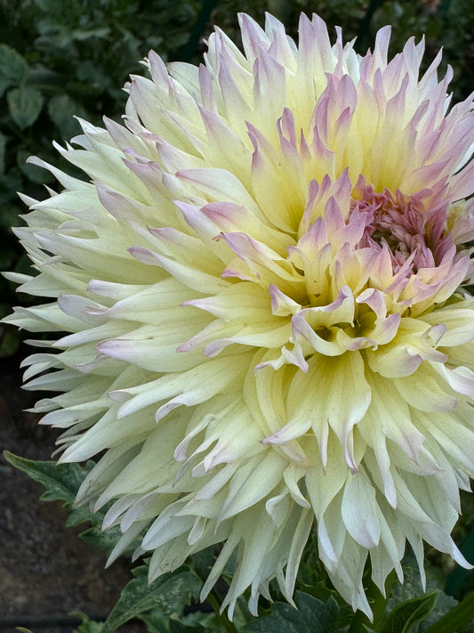 Citron Du Cap Dahlia