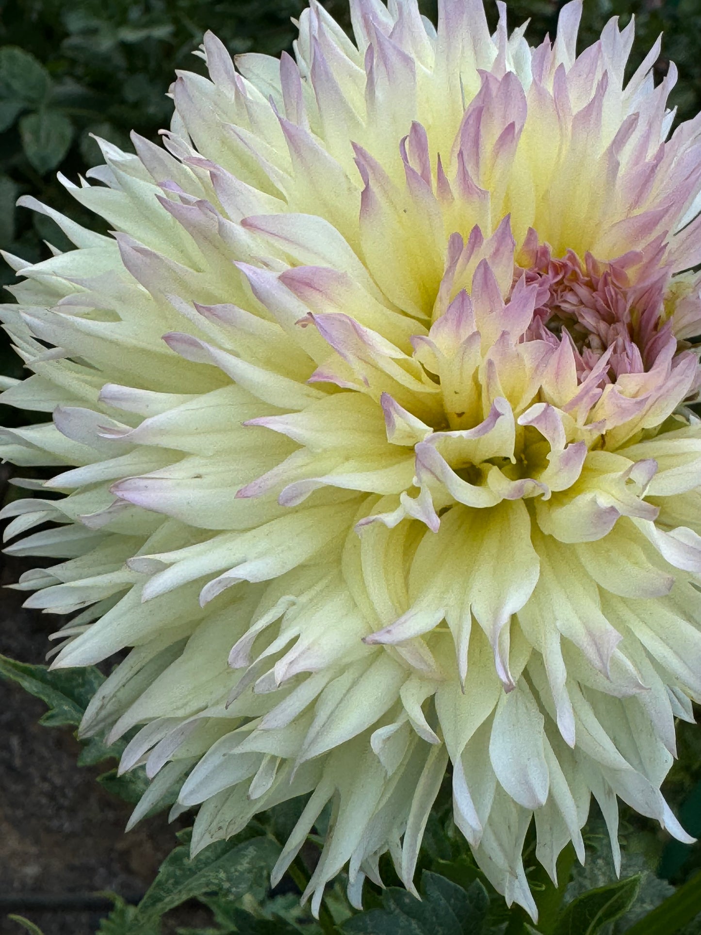 Citron Du Cap Dahlia