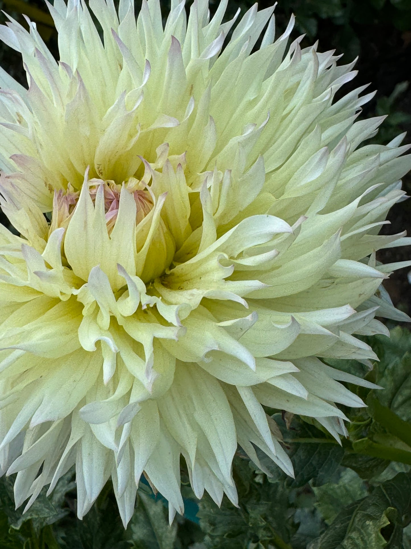 Citron Du Cap Dahlia