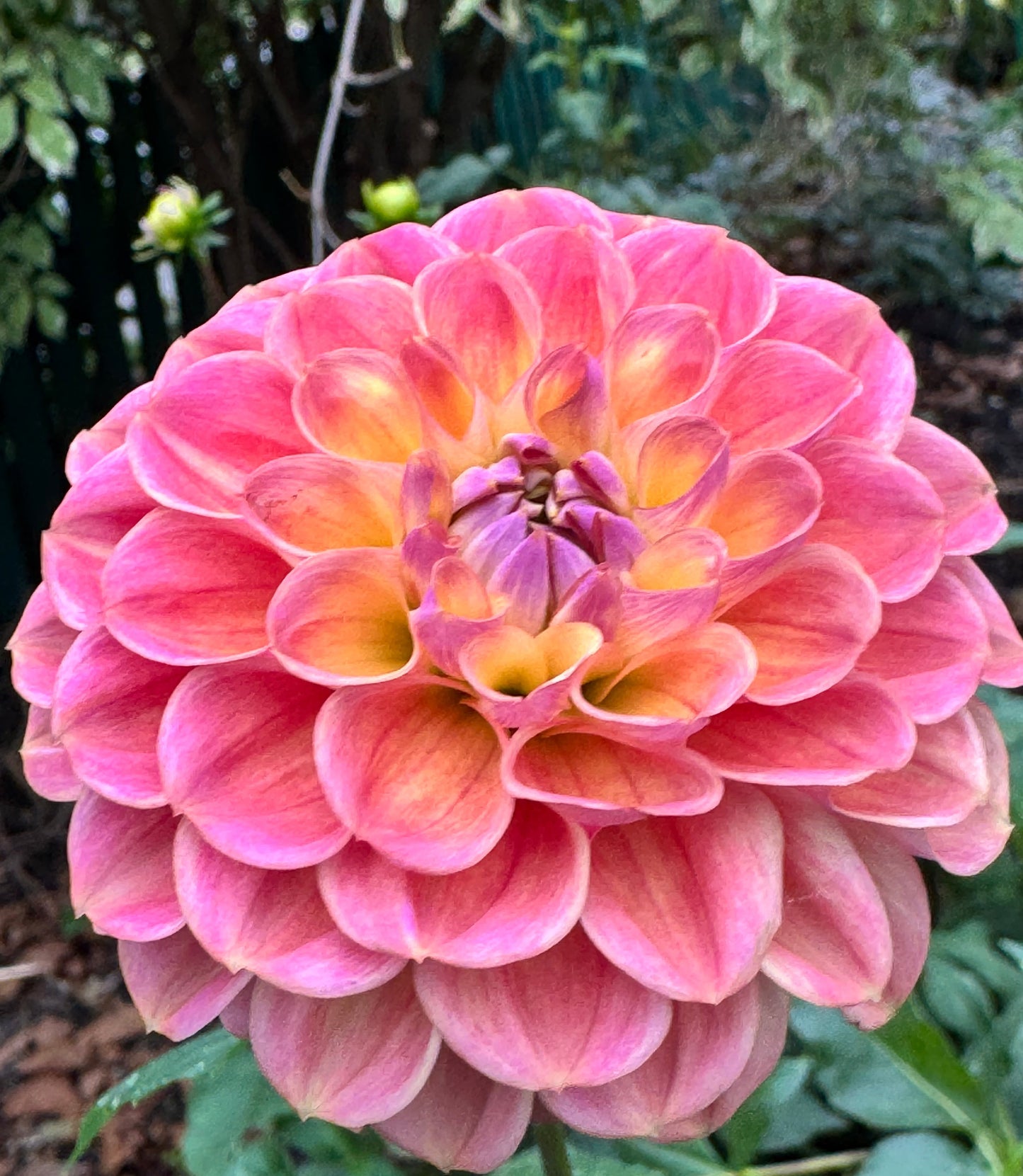 Bloomquist Dave Dahlia