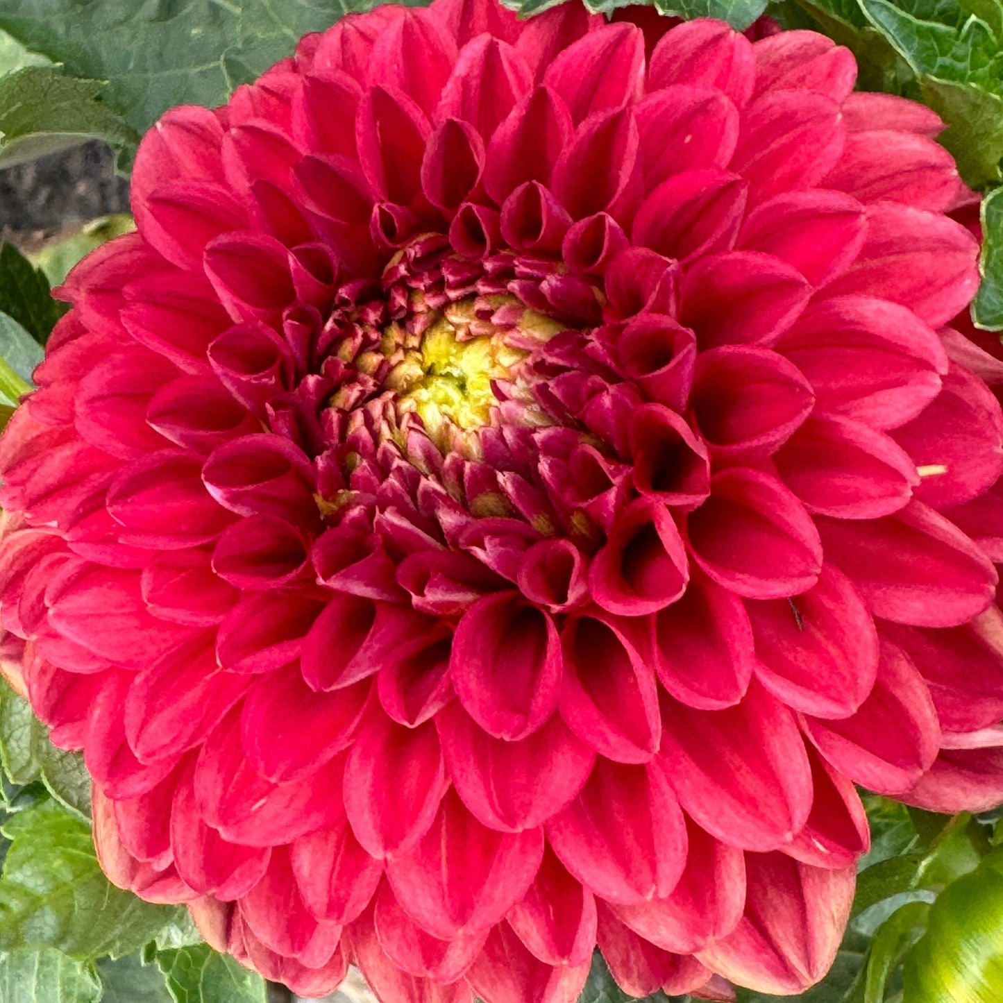 Cecil Dahlia