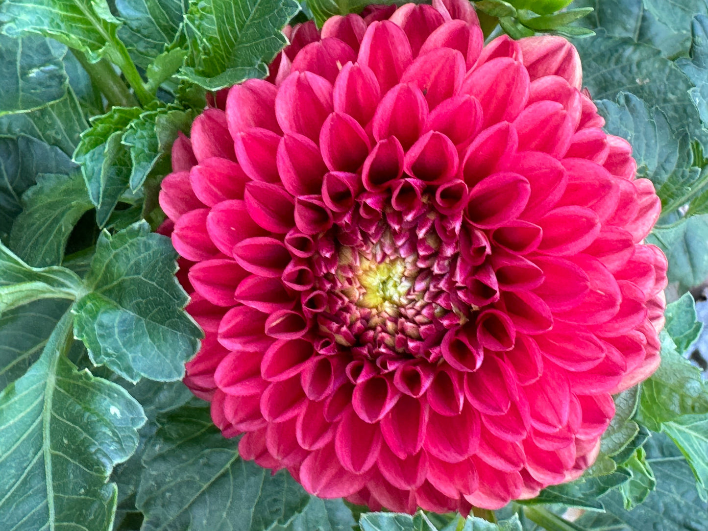 Cecil Dahlia