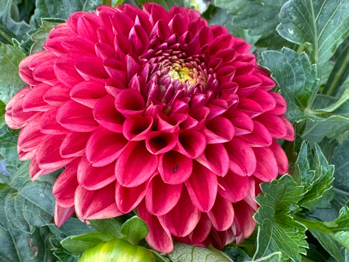 Cecil Dahlia